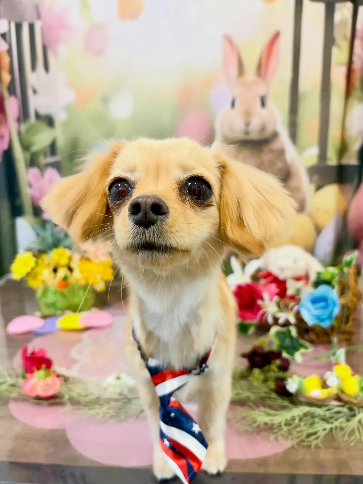 トリミングのセットメニューをご利用頂いたわんこたちです🌟