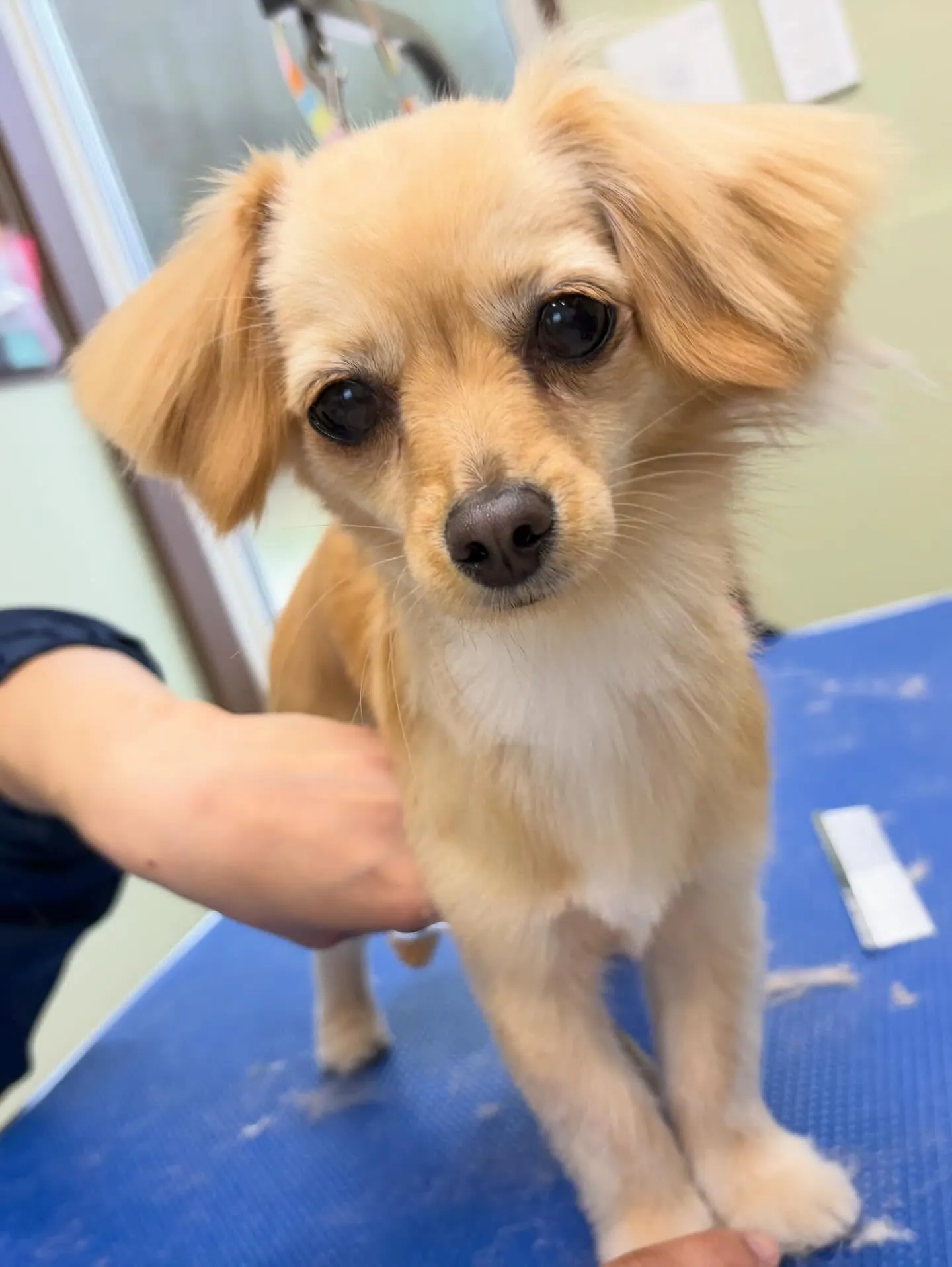 トリミングのセットメニューをご利用頂いたわんこたちです🌟