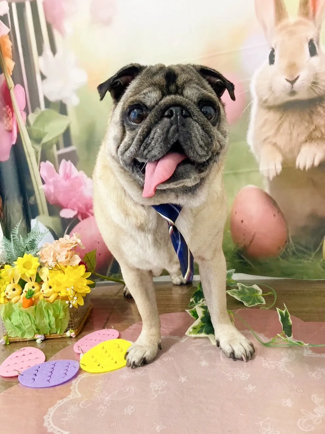 トリミングのセットメニューをご利用頂いたわんこたちです🌟