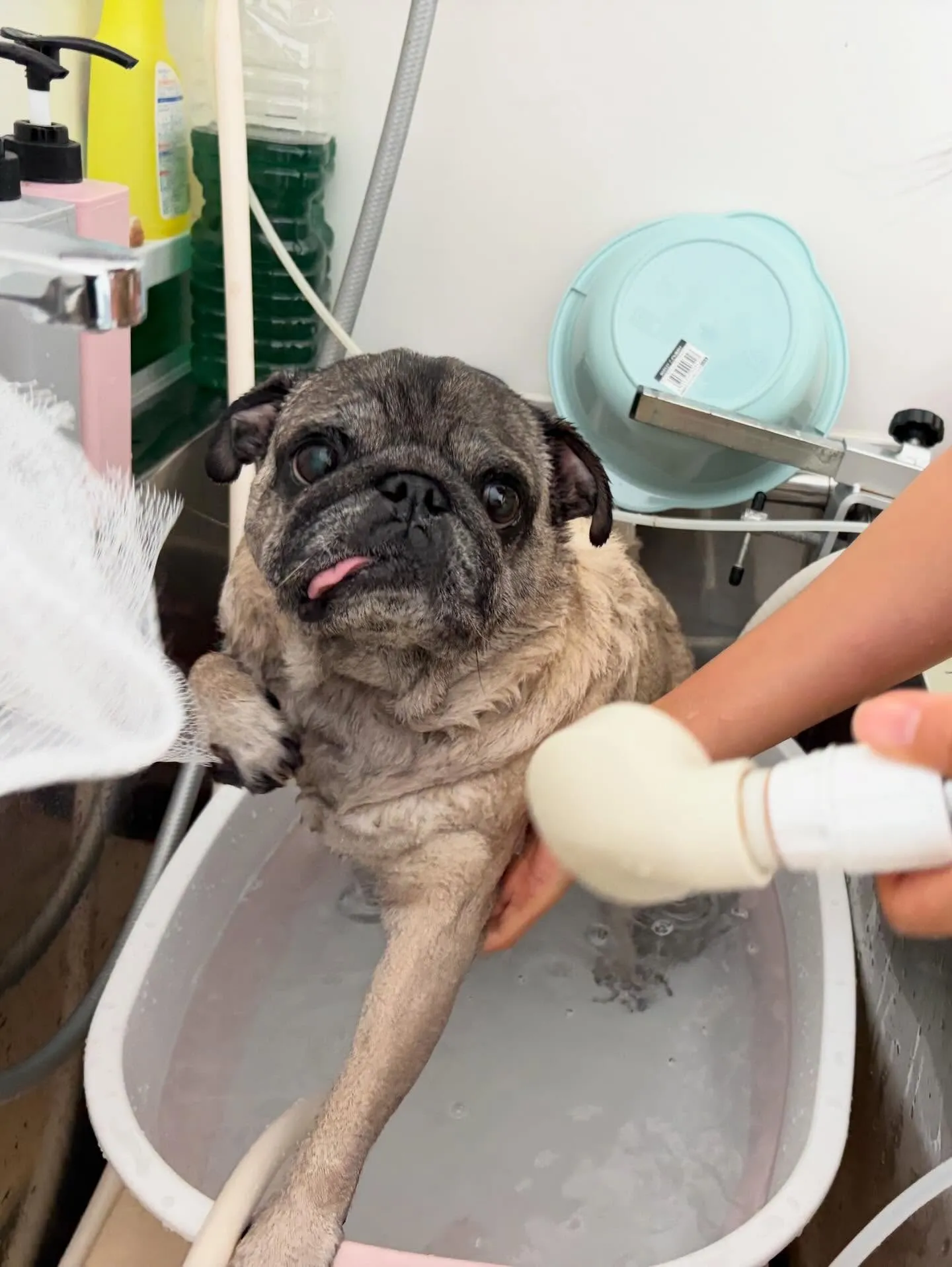 トリミングのセットメニューをご利用頂いたわんこたちです🌟