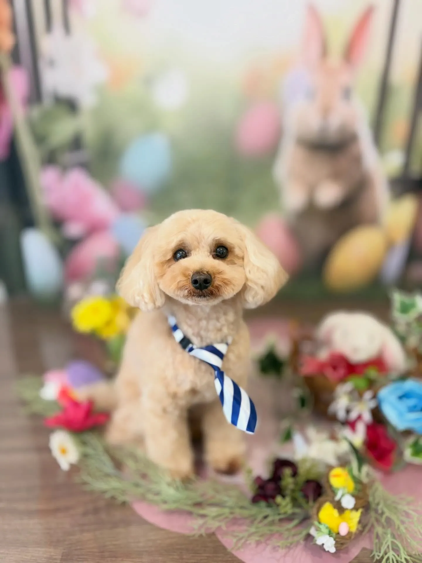 トリミングのセットメニューをご利用頂いたわんこたちです🌟