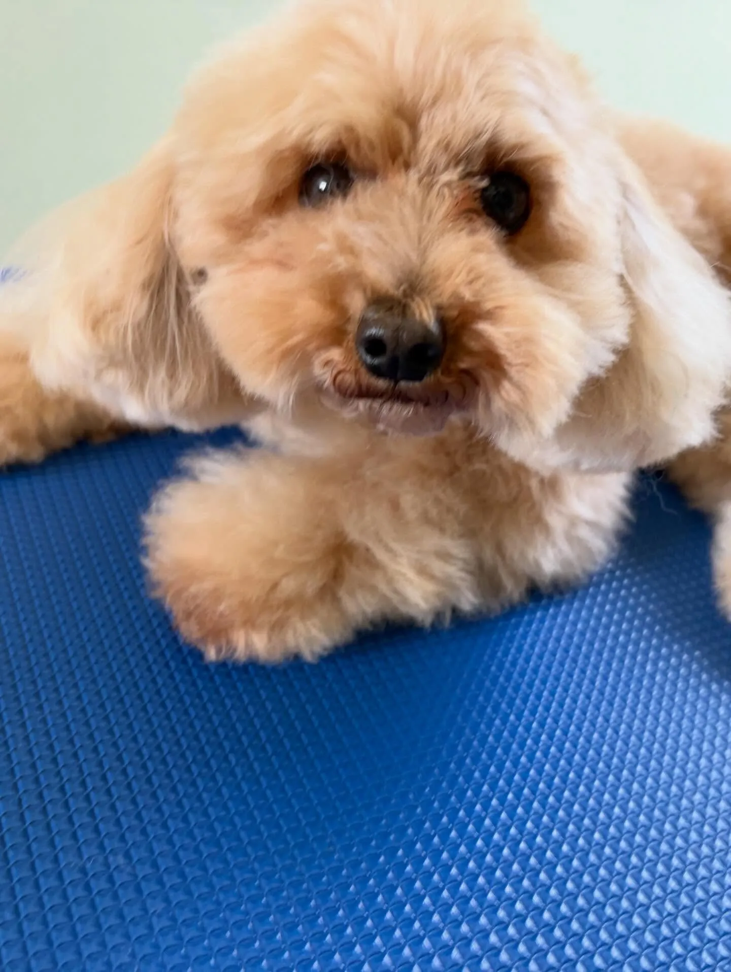 トリミングのセットメニューをご利用頂いたわんこたちです🌟