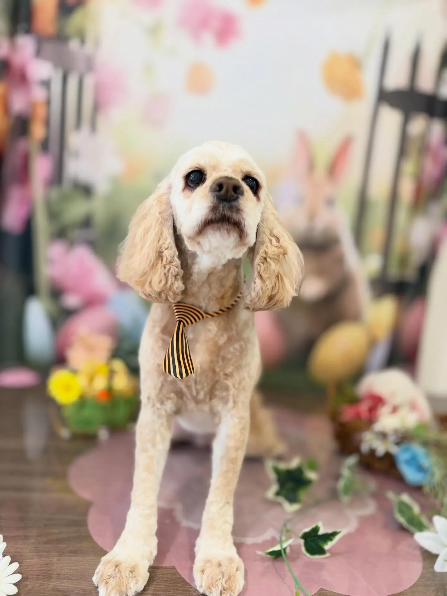 トリミングのセットメニューをご利用頂いたわんこたちです🌟