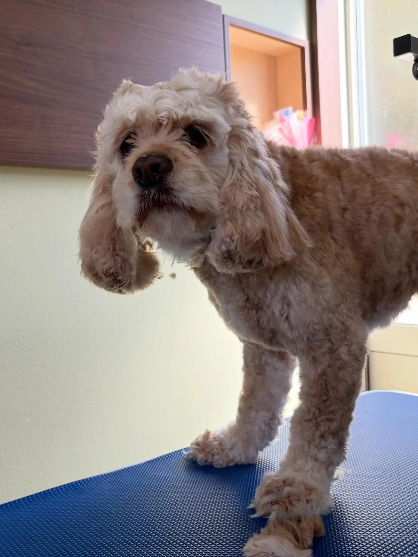 トリミングのセットメニューをご利用頂いたわんこたちです🌟