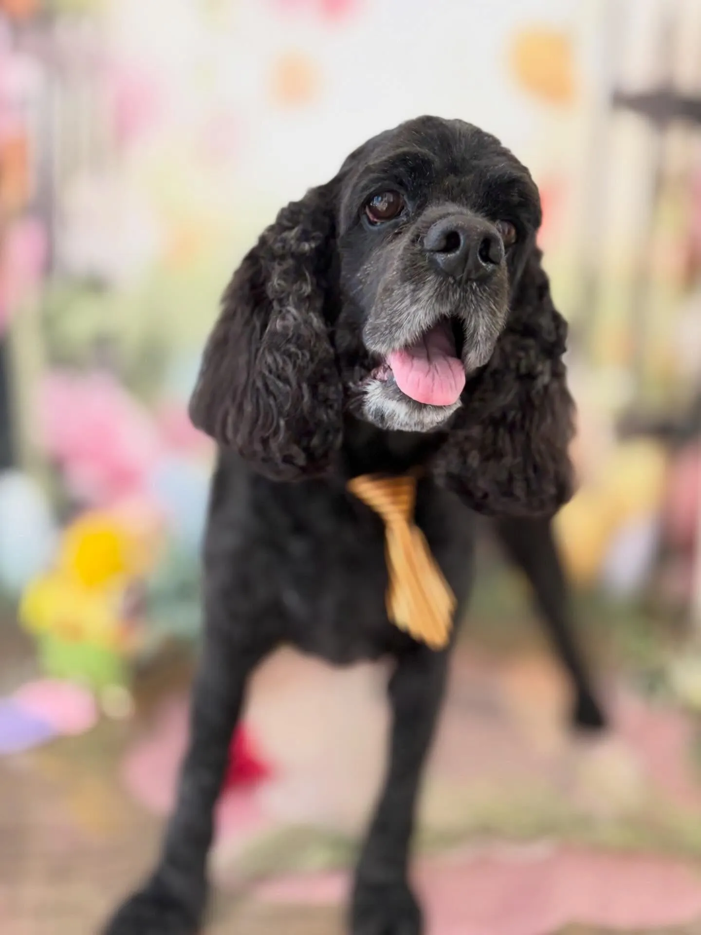 トリミングのセットメニューをご利用頂いたわんこたちです🌟