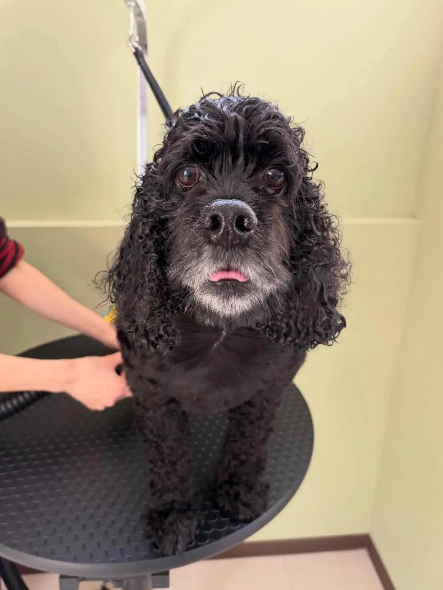 トリミングのセットメニューをご利用頂いたわんこたちです🌟