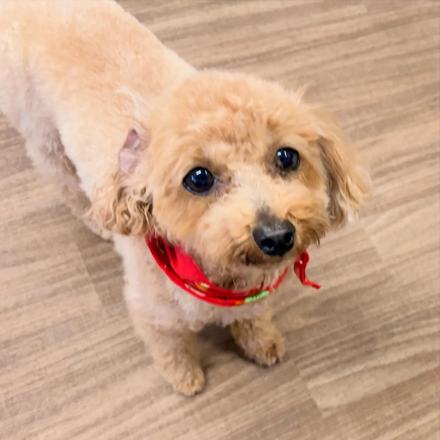 入会してくれたメイちゃんです💖