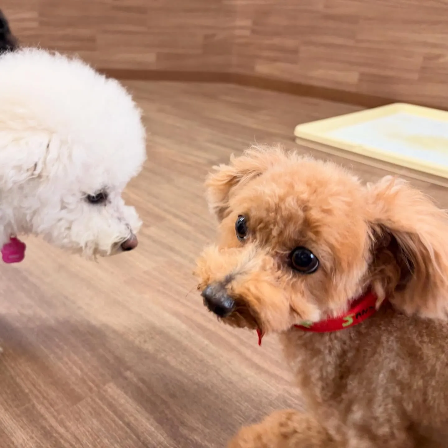 入会してくれたメイちゃんです💖