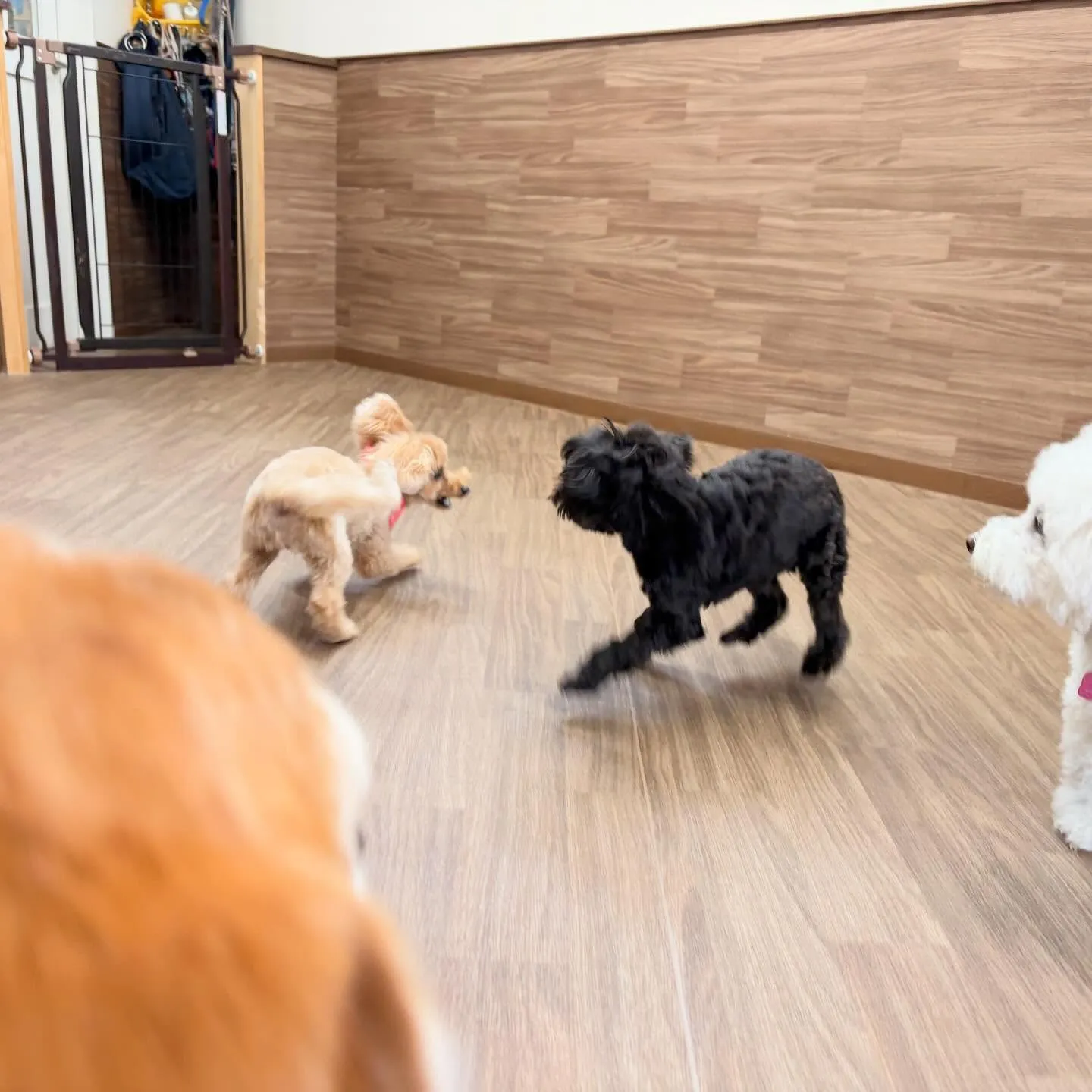 入会してくれたメイちゃんです💖