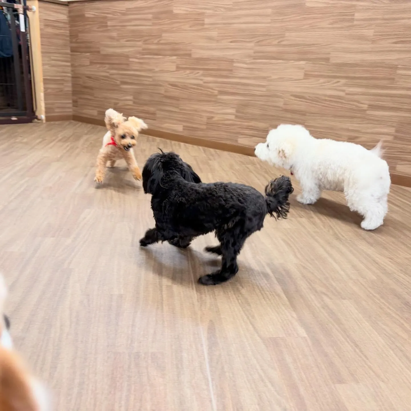 入会してくれたメイちゃんです💖