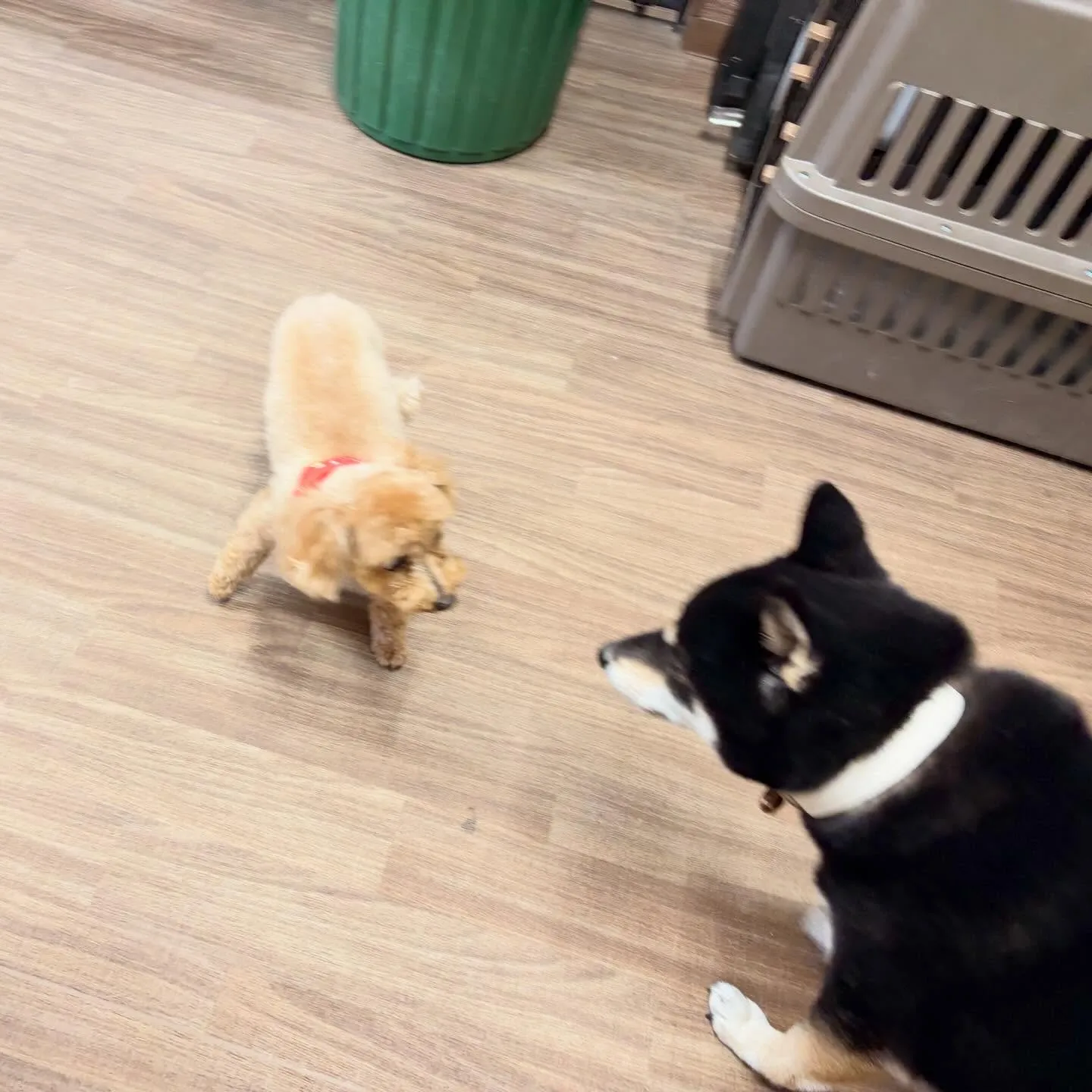 入会してくれたメイちゃんです💖