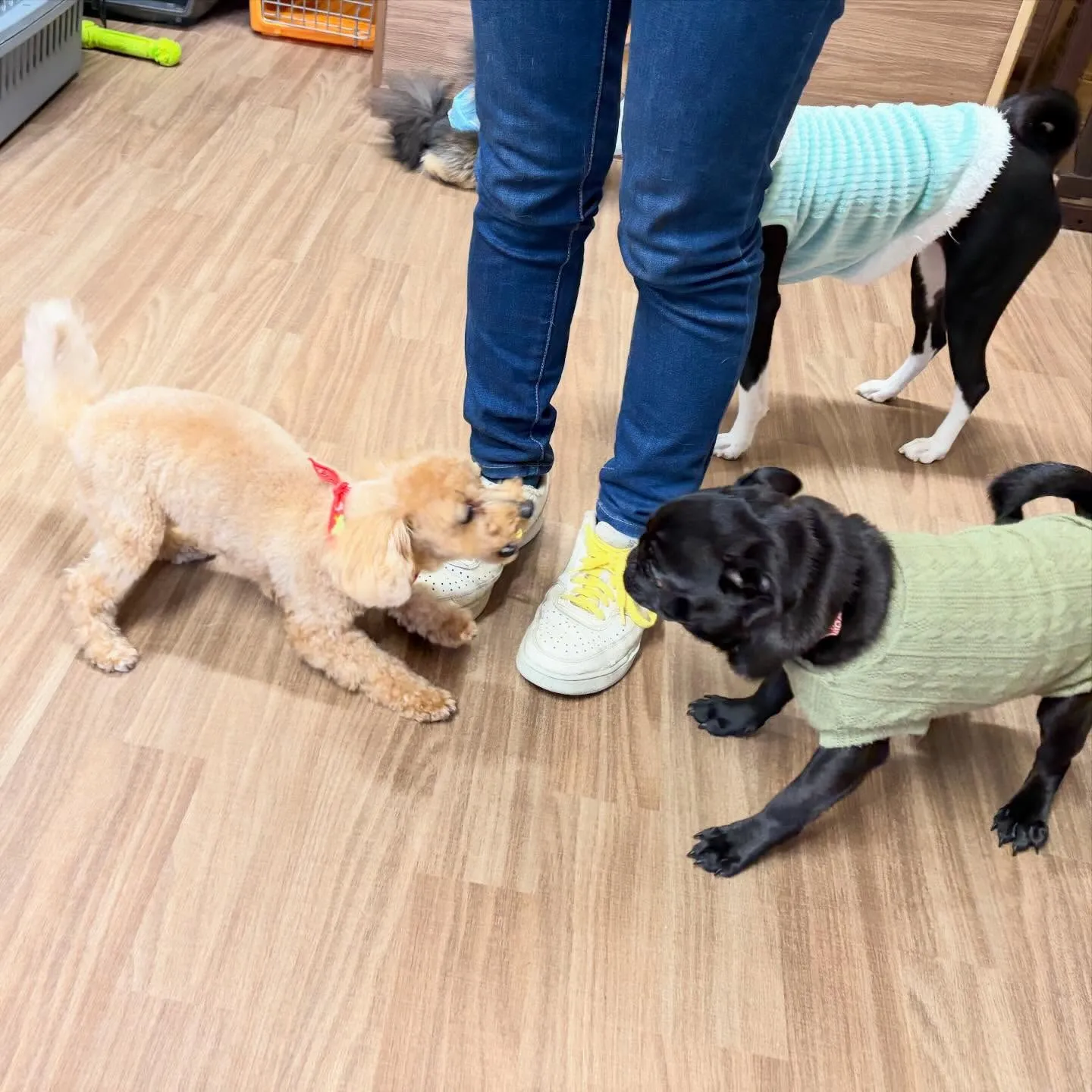 入会してくれたメイちゃんです💖