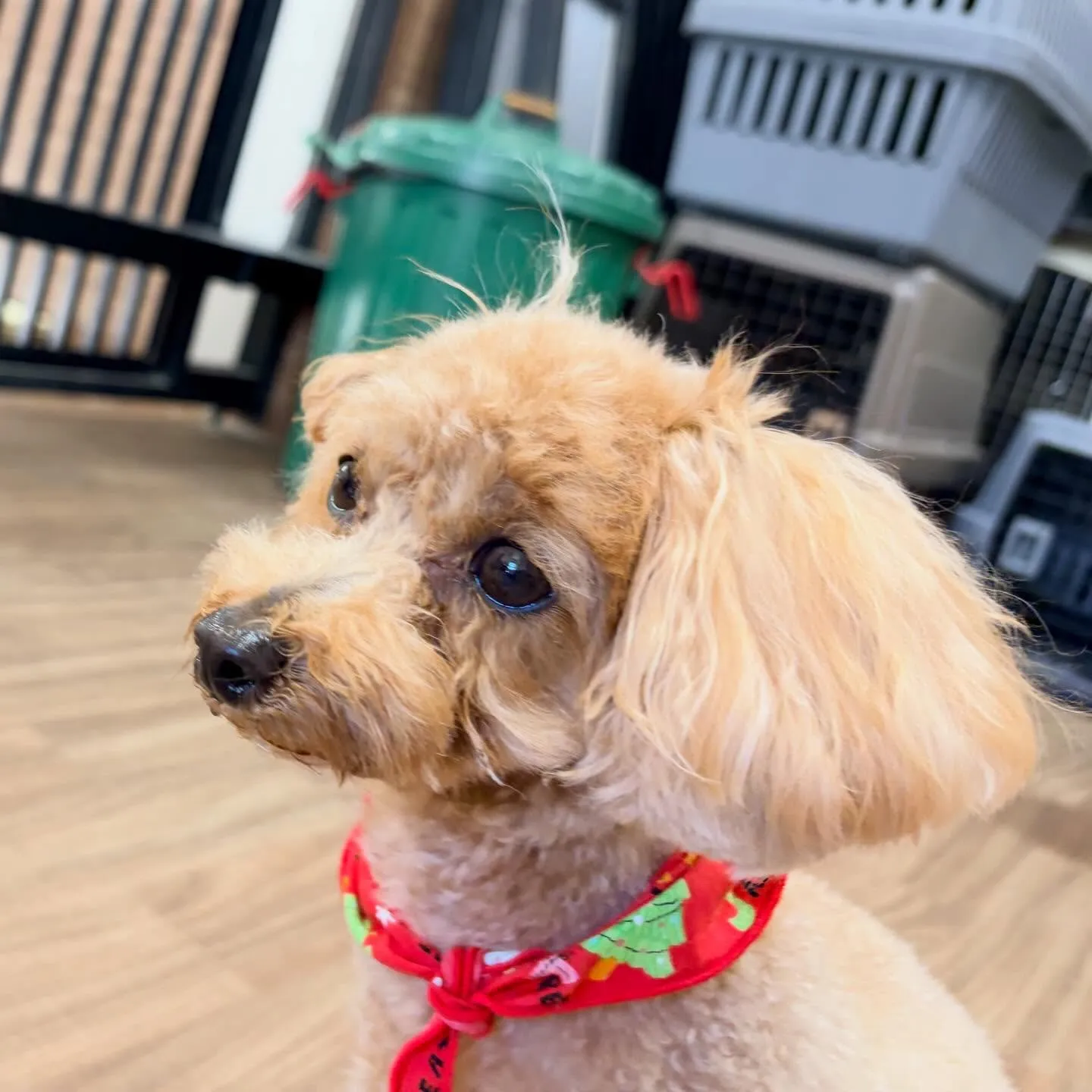 入会してくれたメイちゃんです💖