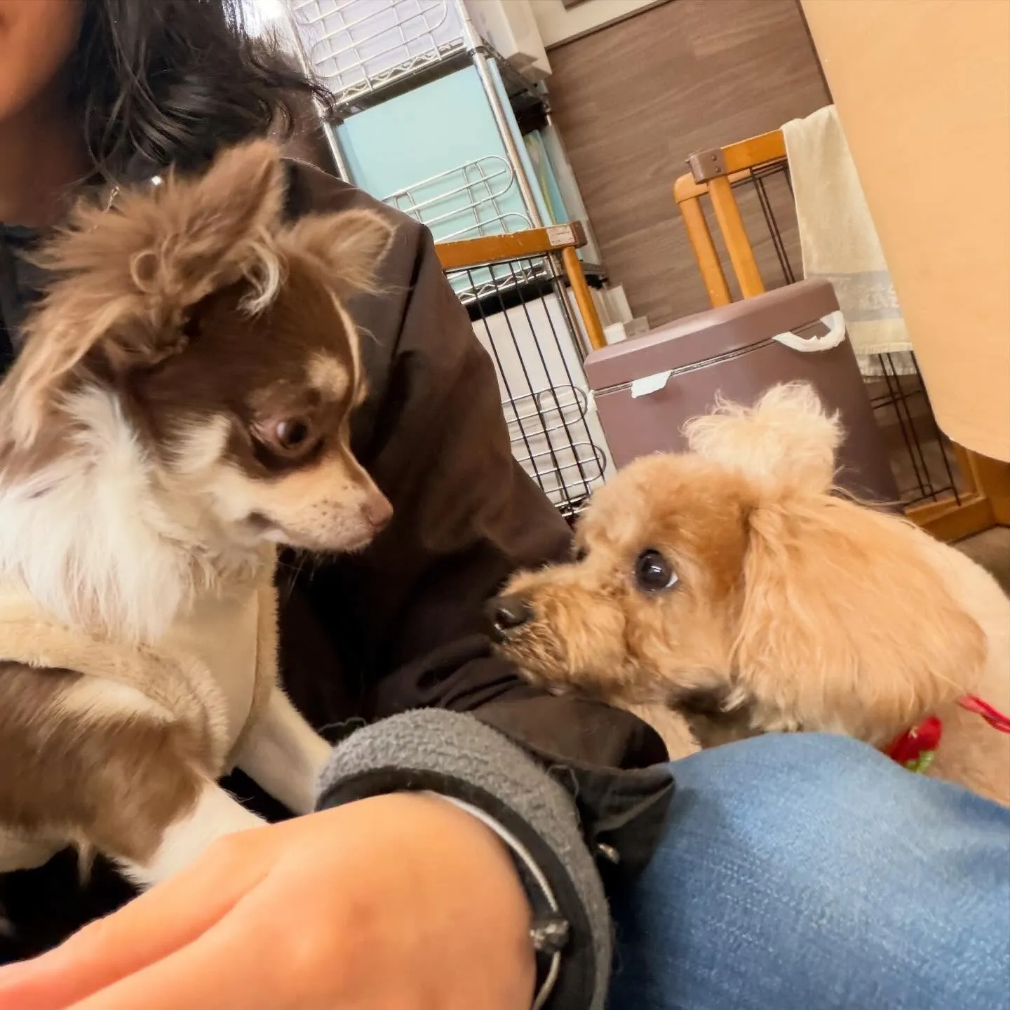 入会してくれたメイちゃんです💖