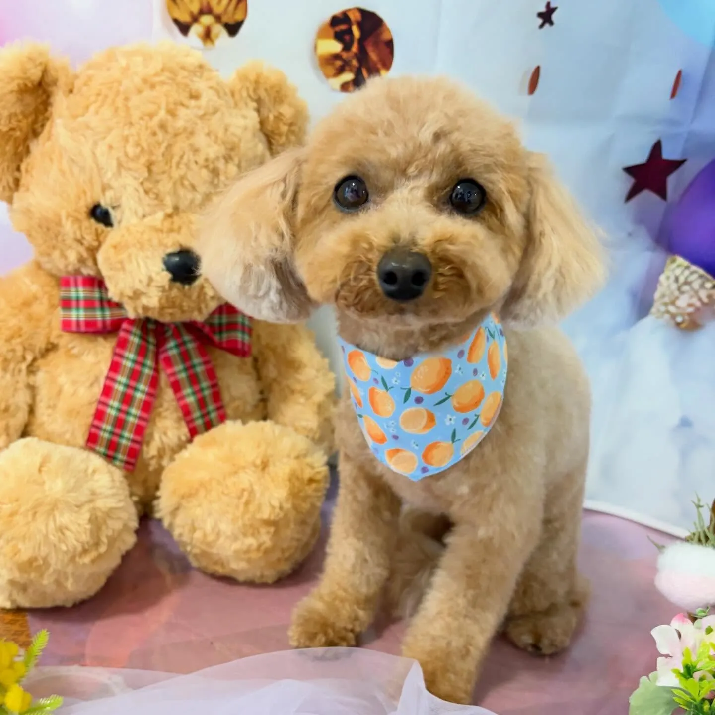 入会してくれたメイちゃんです💖