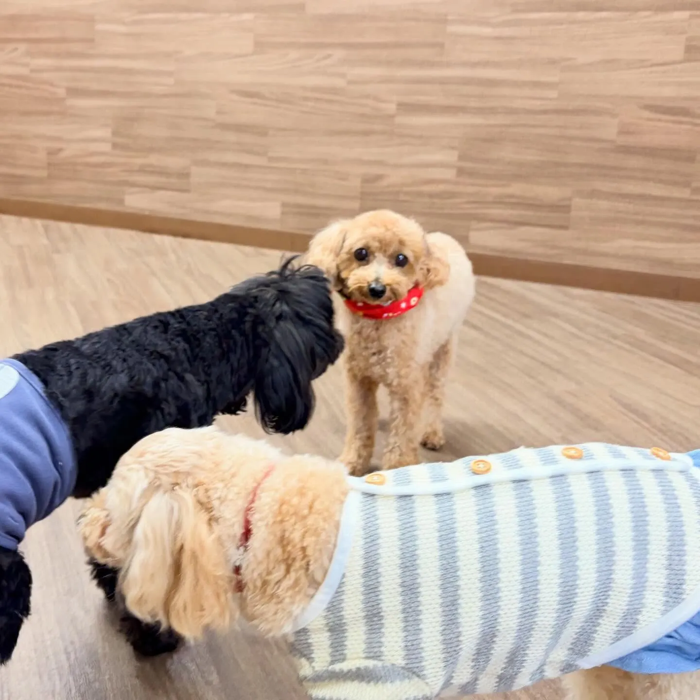 入会してくれたメイちゃんです💖