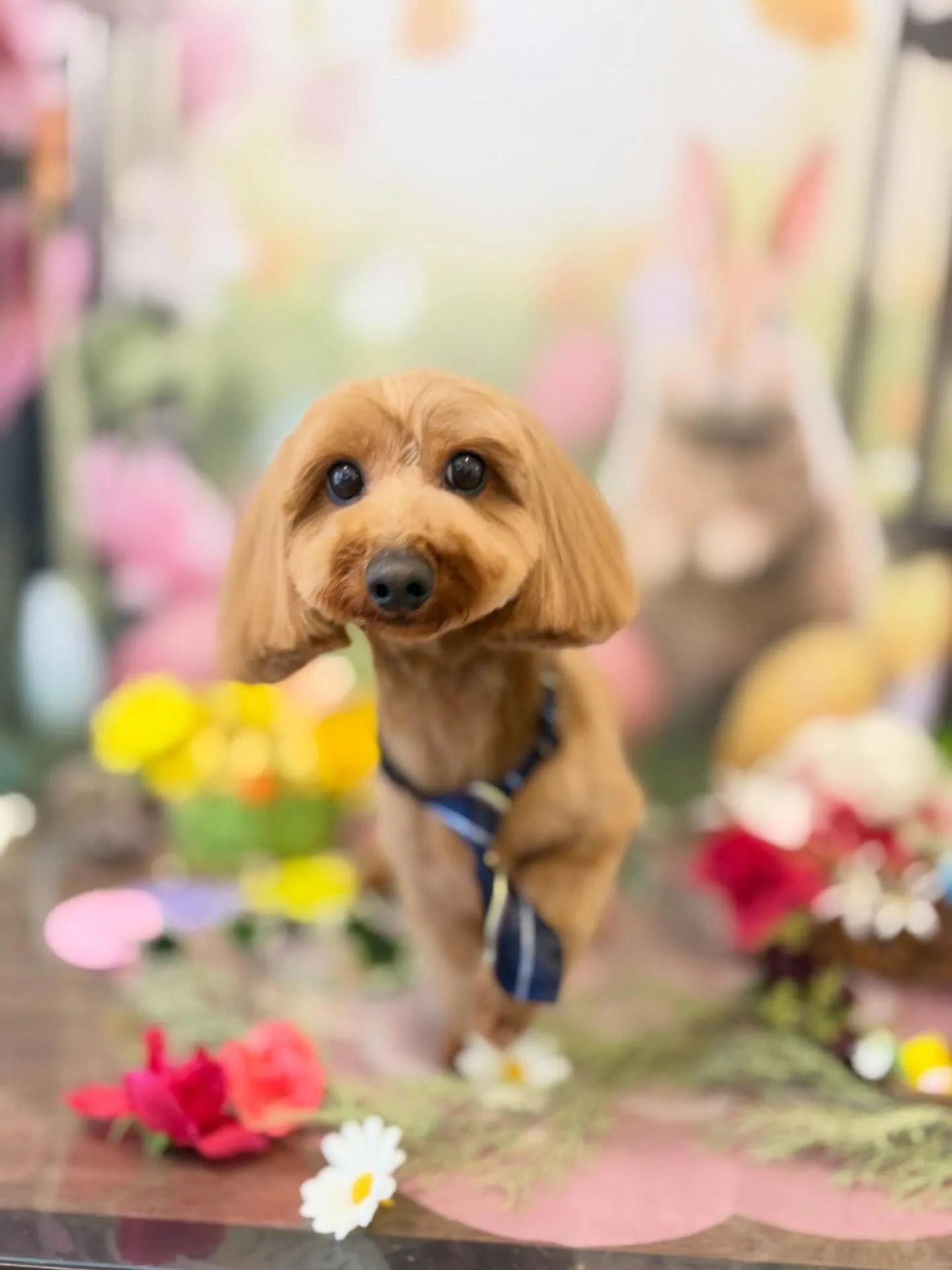 トリミングのセットメニューをご利用頂いたわんこたち🐾