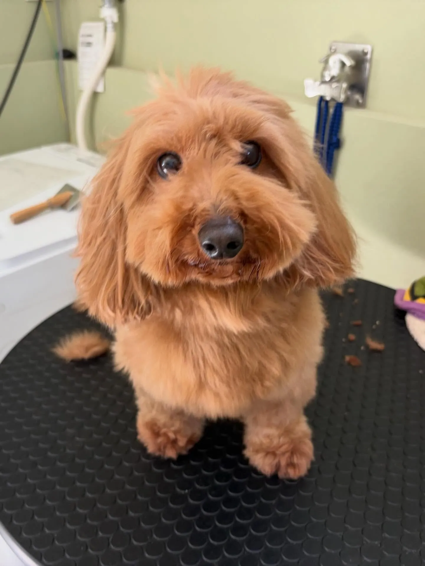 トリミングのセットメニューをご利用頂いたわんこたち🐾