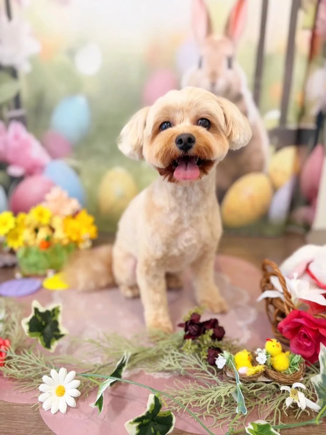 トリミングのセットメニューをご利用頂いたわんこたち🐾