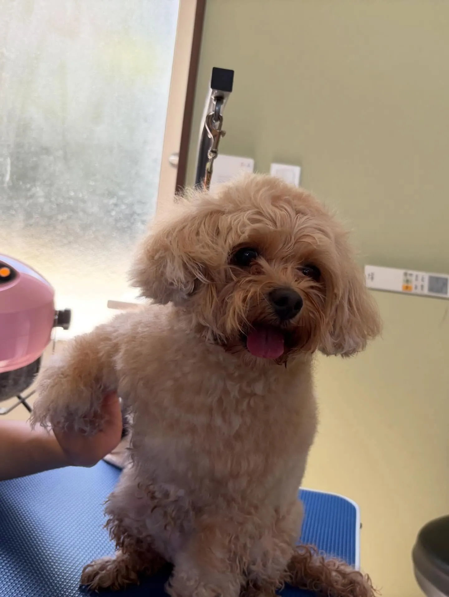 トリミングのセットメニューをご利用頂いたわんこたち🐾