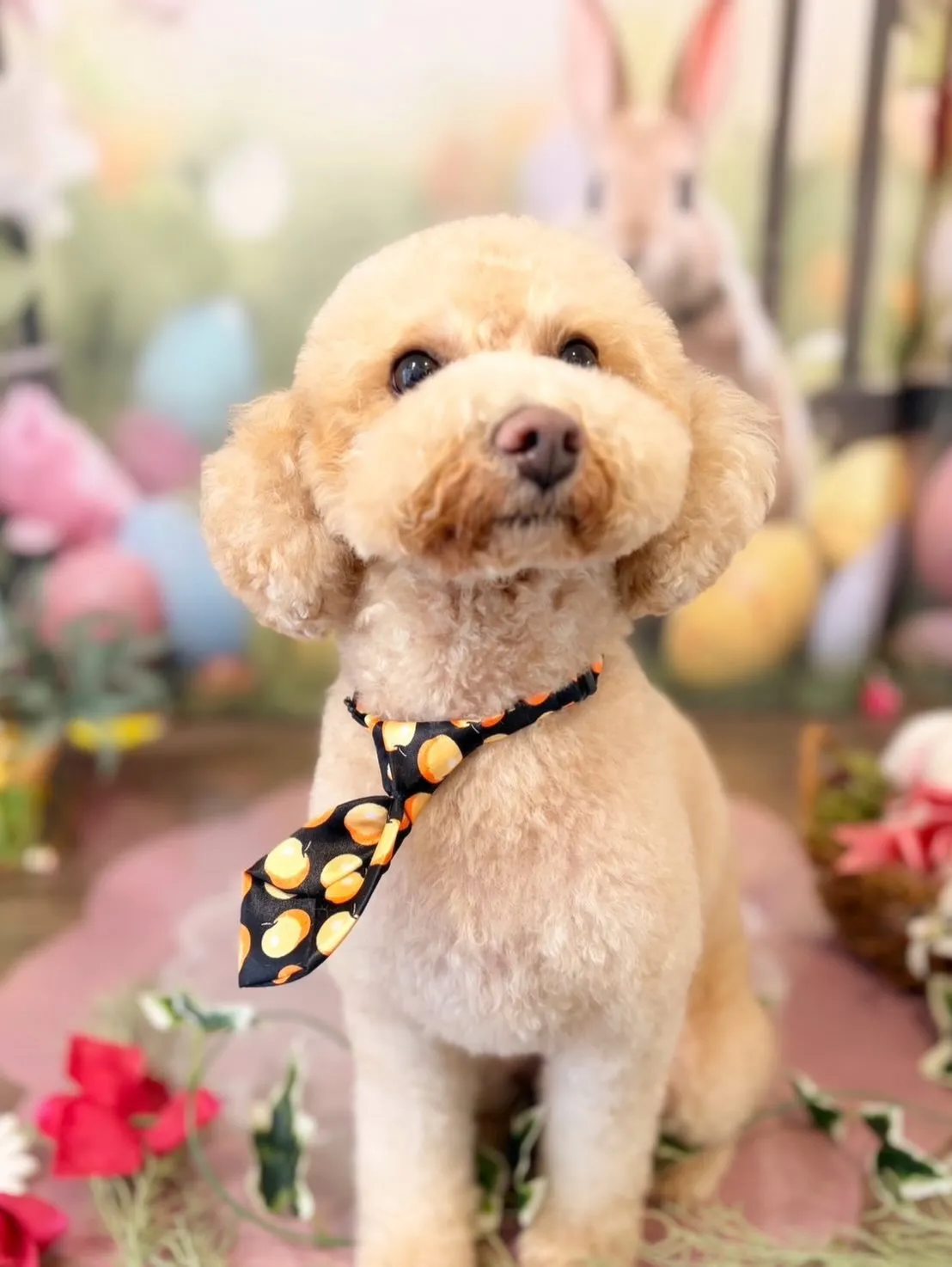 トリミングのセットメニューをご利用頂いたわんこたち🐾