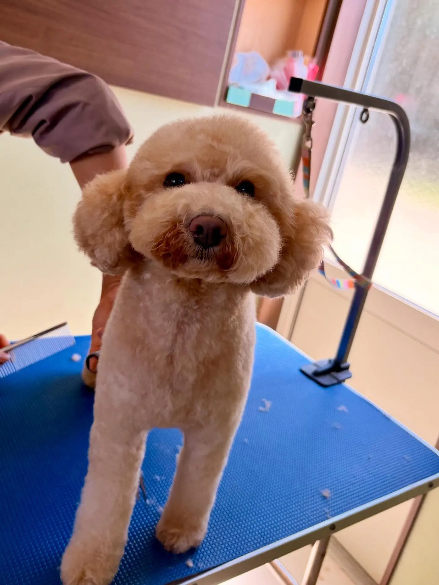 トリミングのセットメニューをご利用頂いたわんこたち🐾