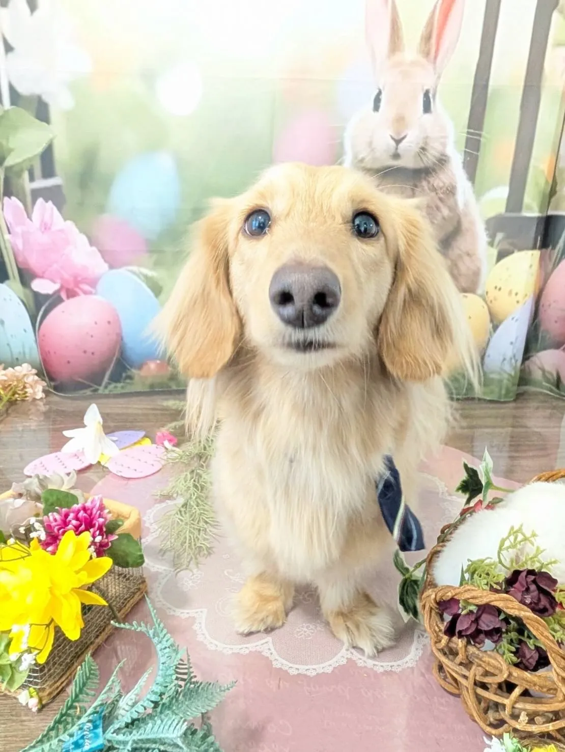 トリミングのセットメニューをご利用頂いたわんこたち🐾