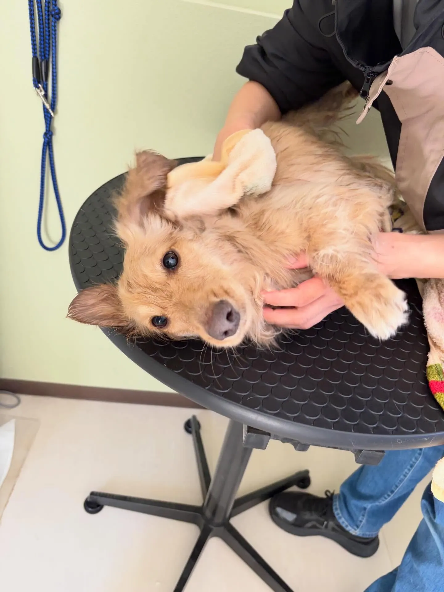 トリミングのセットメニューをご利用頂いたわんこたち🐾