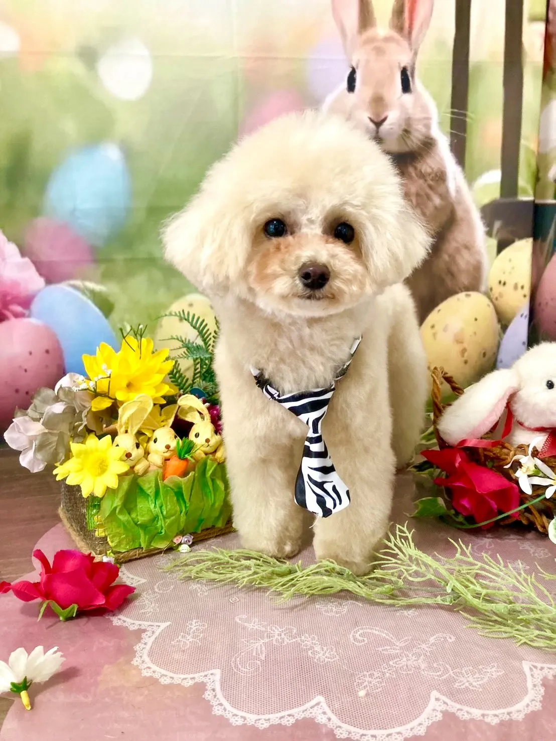 トリミングのセットメニューをご利用頂いたわんこたち🐾