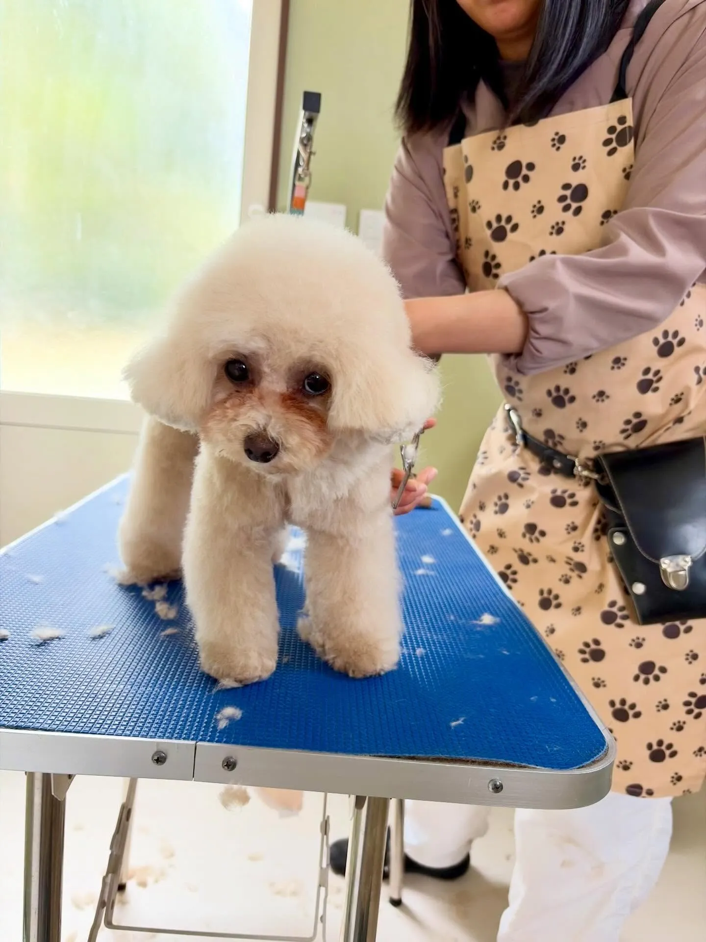 トリミングのセットメニューをご利用頂いたわんこたち🐾