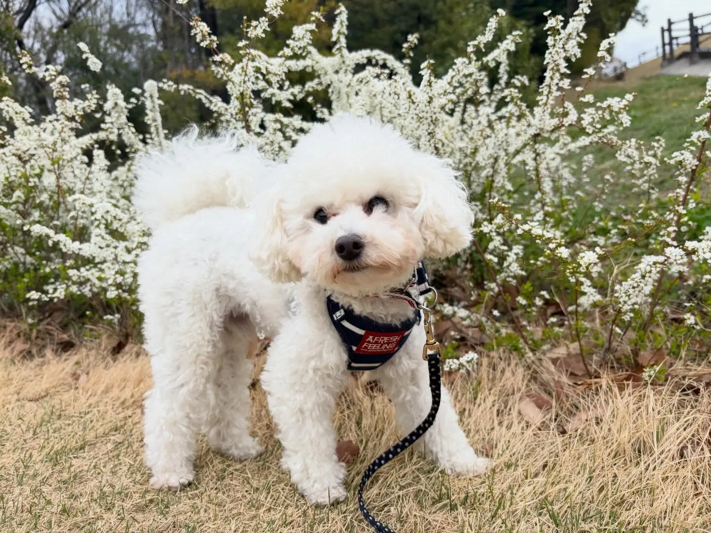 先日、20日は【Feliceからの挑戦状】の締切日でした✨️