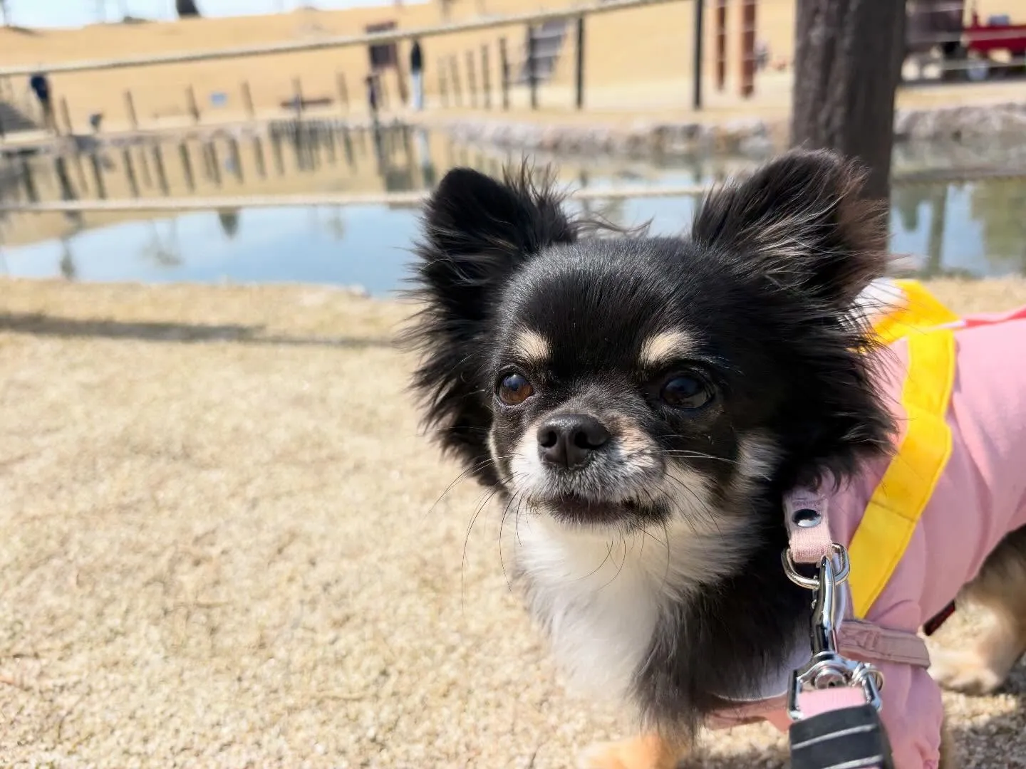 先日、20日は【Feliceからの挑戦状】の締切日でした✨️