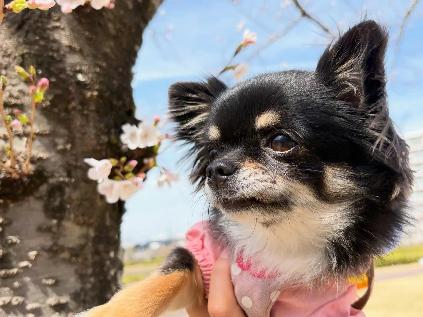 先日、20日は【Feliceからの挑戦状】の締切日でした✨️