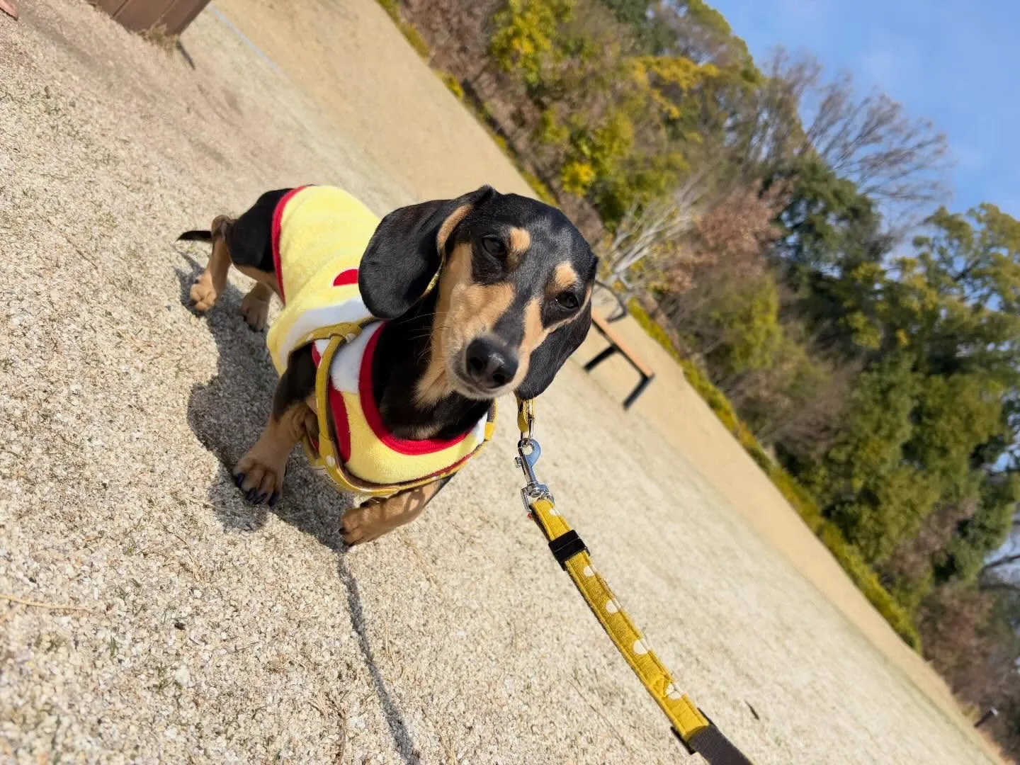 先日、20日は【Feliceからの挑戦状】の締切日でした✨️