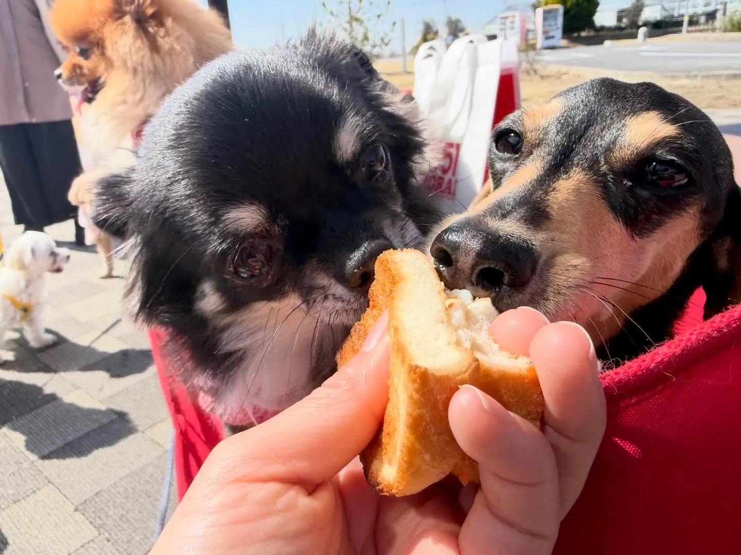 先日、20日は【Feliceからの挑戦状】の締切日でした✨️