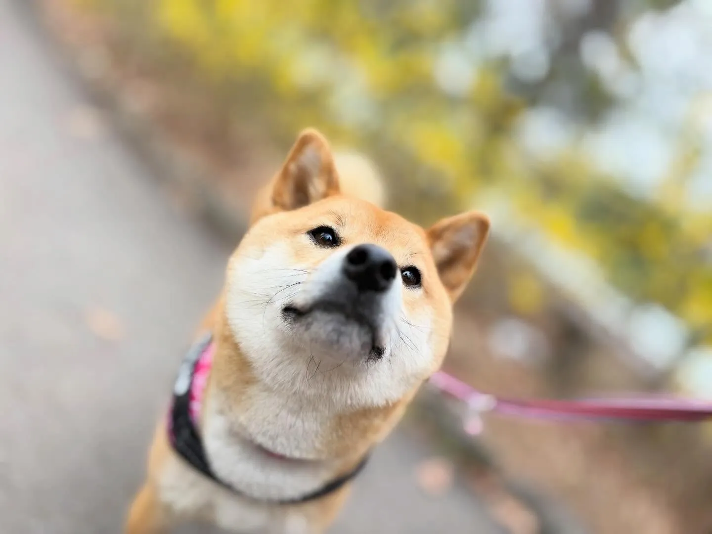 先日、20日は【Feliceからの挑戦状】の締切日でした✨️
