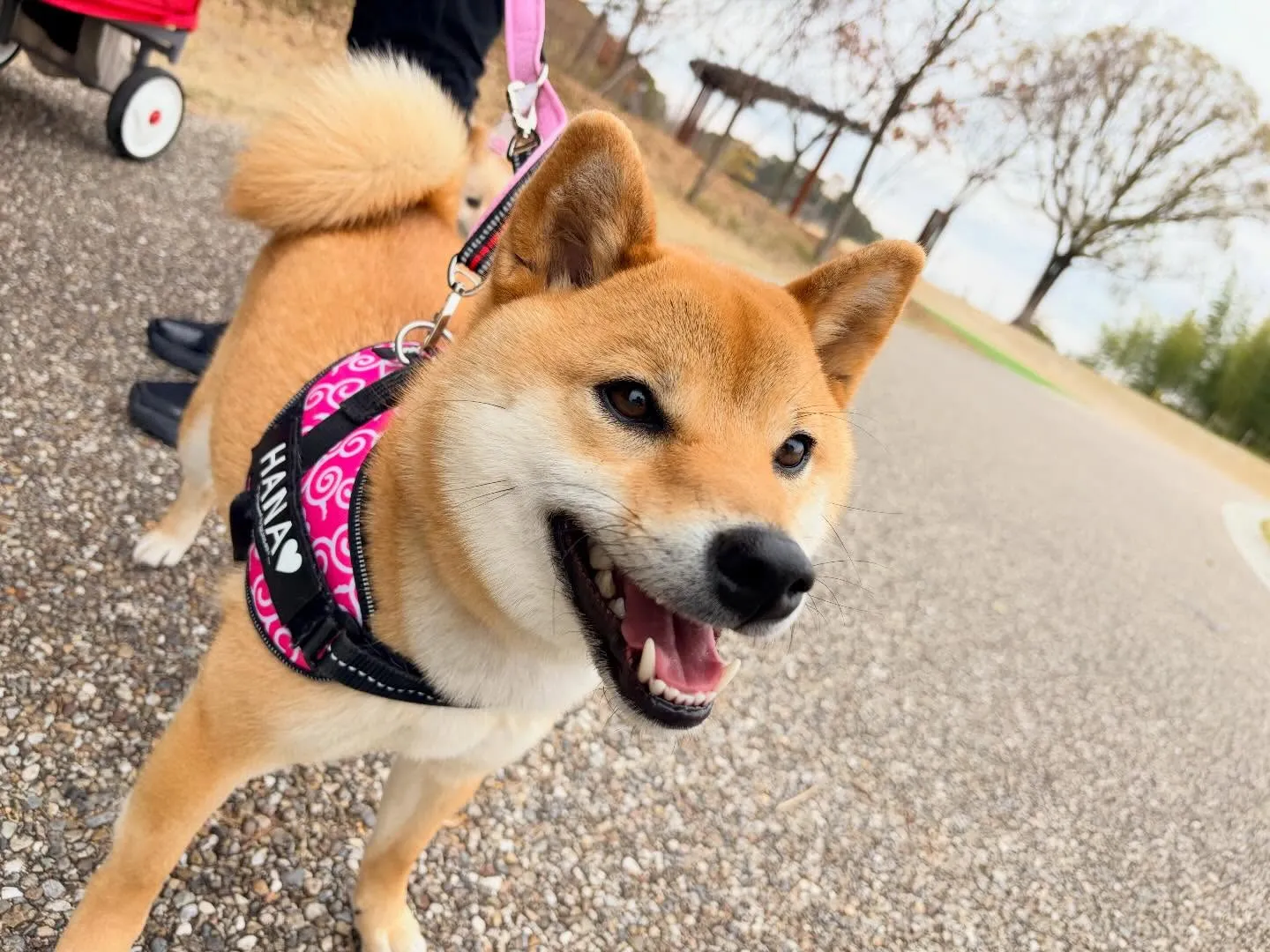 先日、20日は【Feliceからの挑戦状】の締切日でした✨️