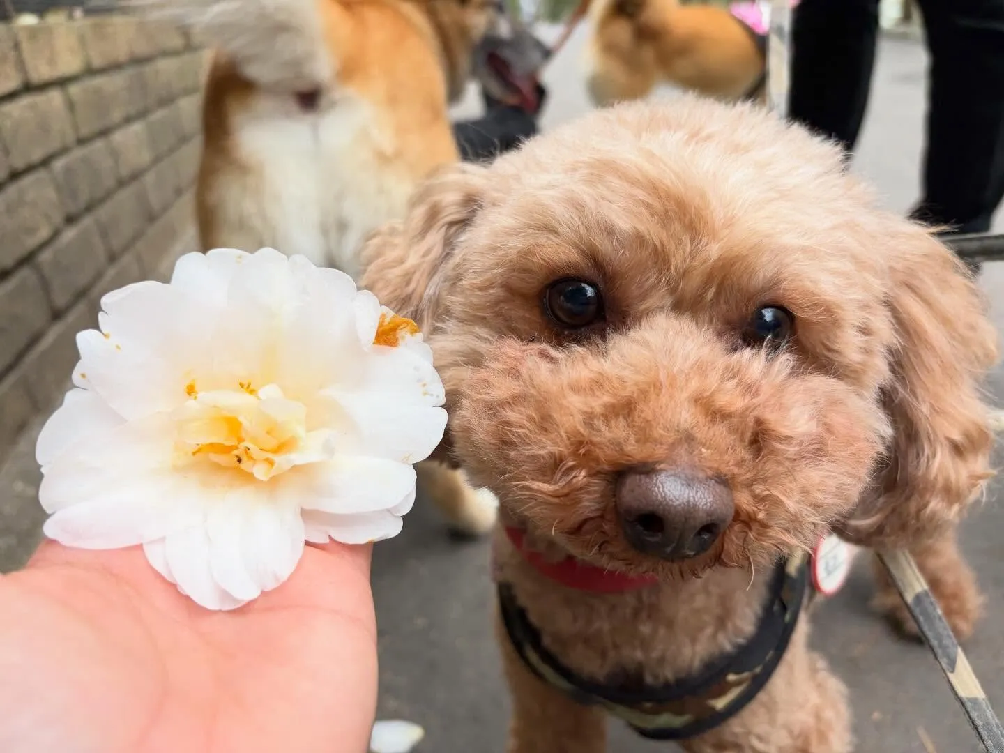 先日、20日は【Feliceからの挑戦状】の締切日でした✨️