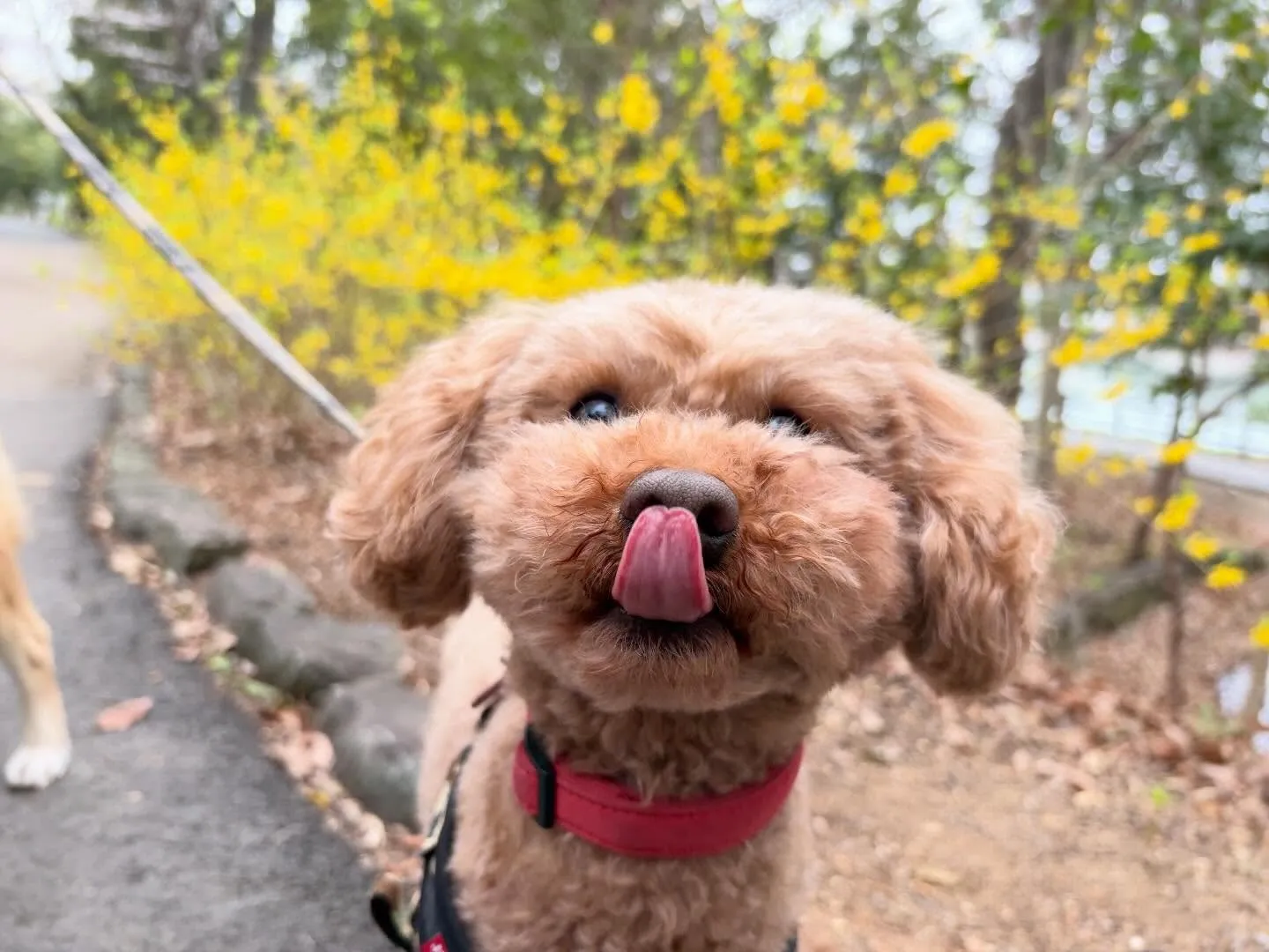 先日、20日は【Feliceからの挑戦状】の締切日でした✨️