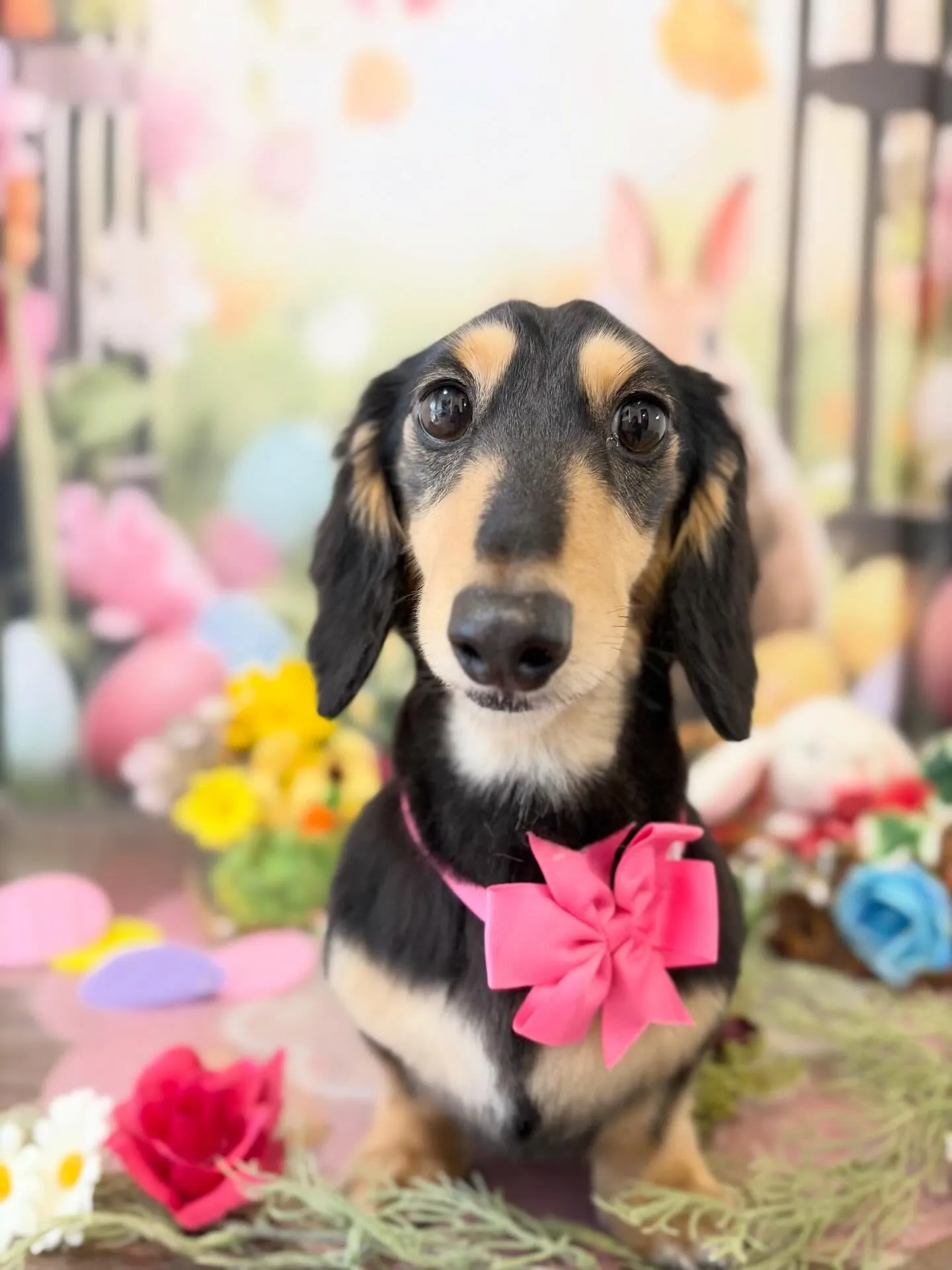 トリミングのセットメニューをご利用頂いたわんこたちです🎶