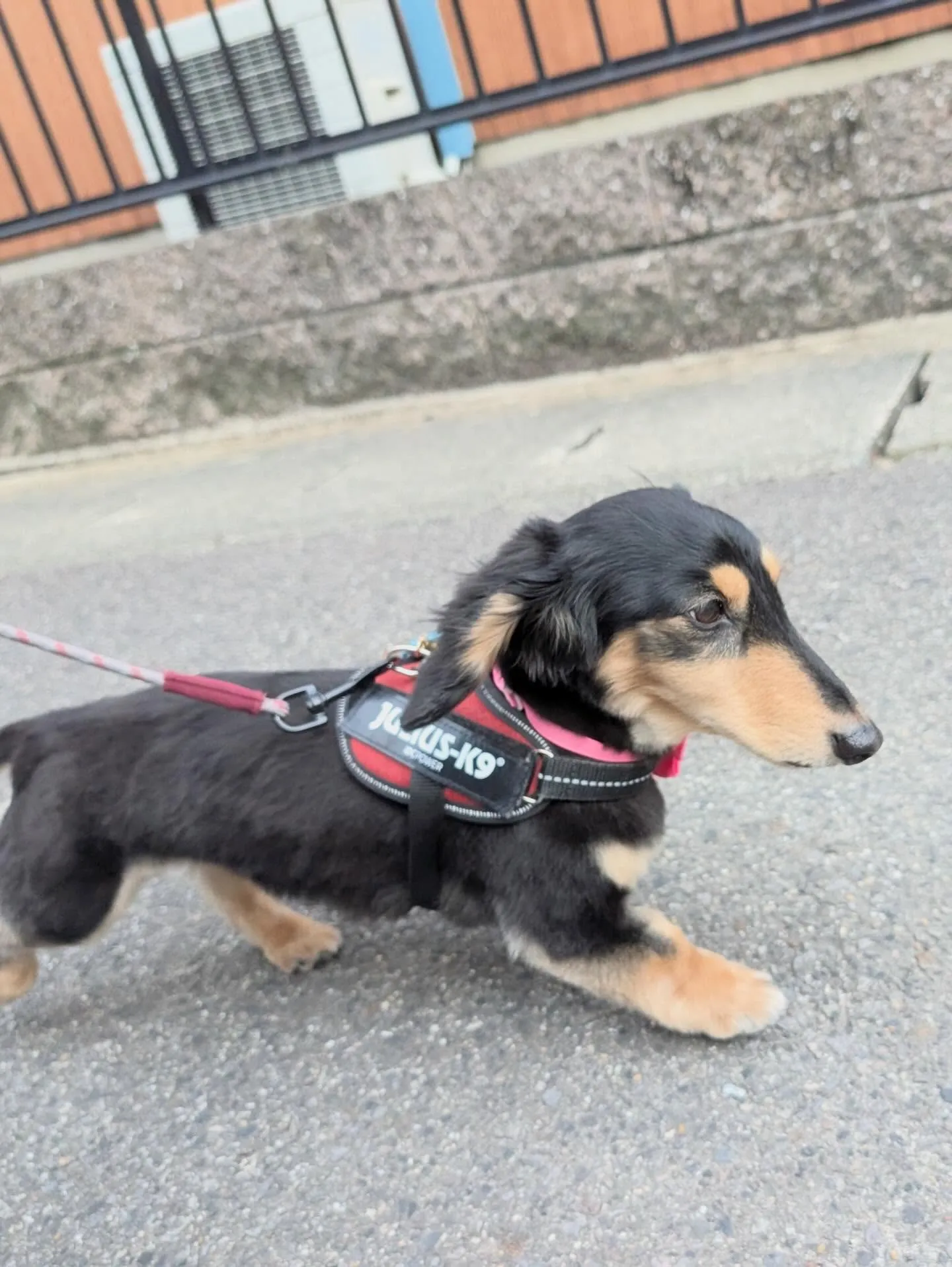 トリミングのセットメニューをご利用頂いたわんこたちです🎶