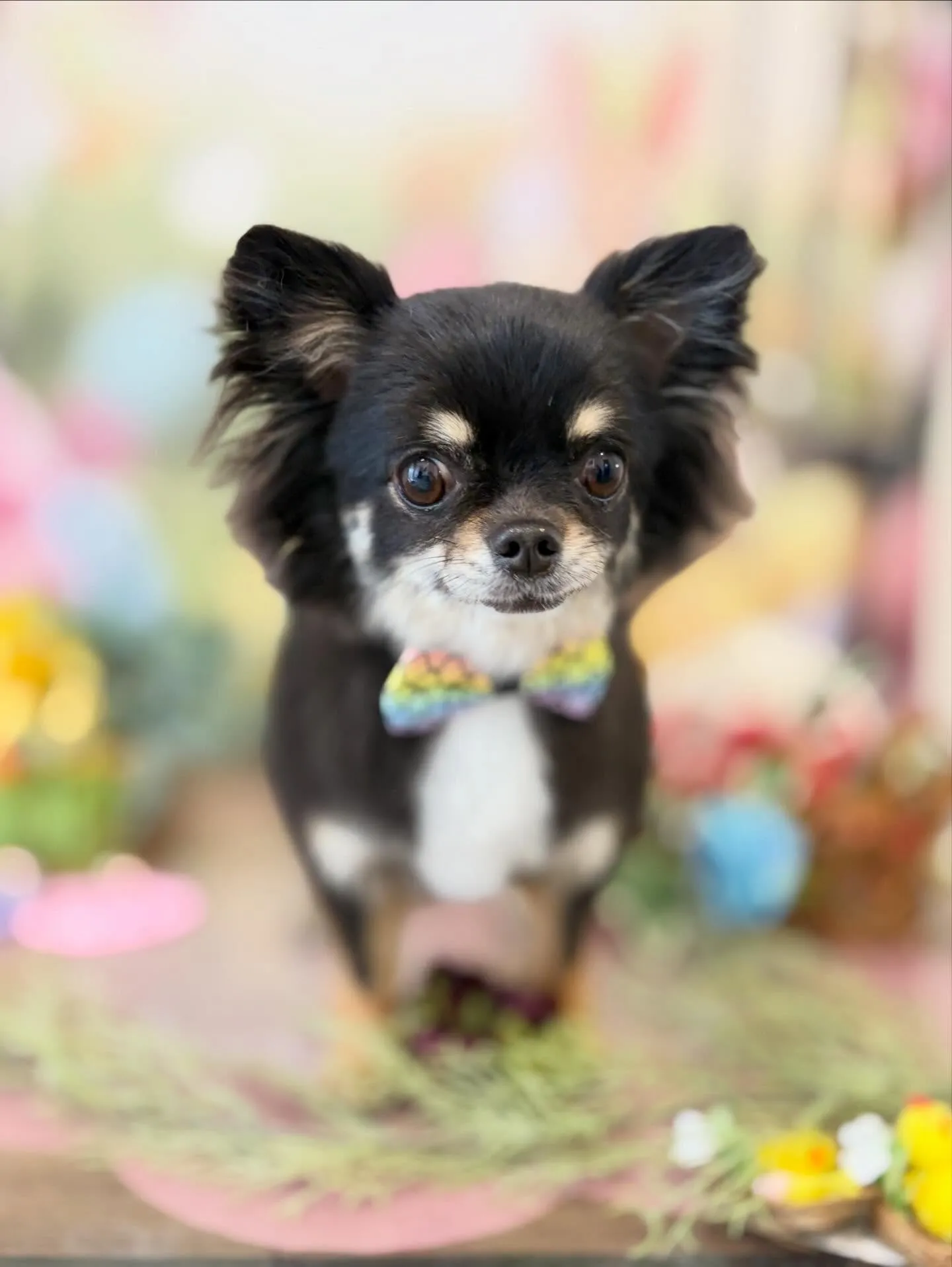 トリミングのセットメニューをご利用頂いたわんこたちです🎶