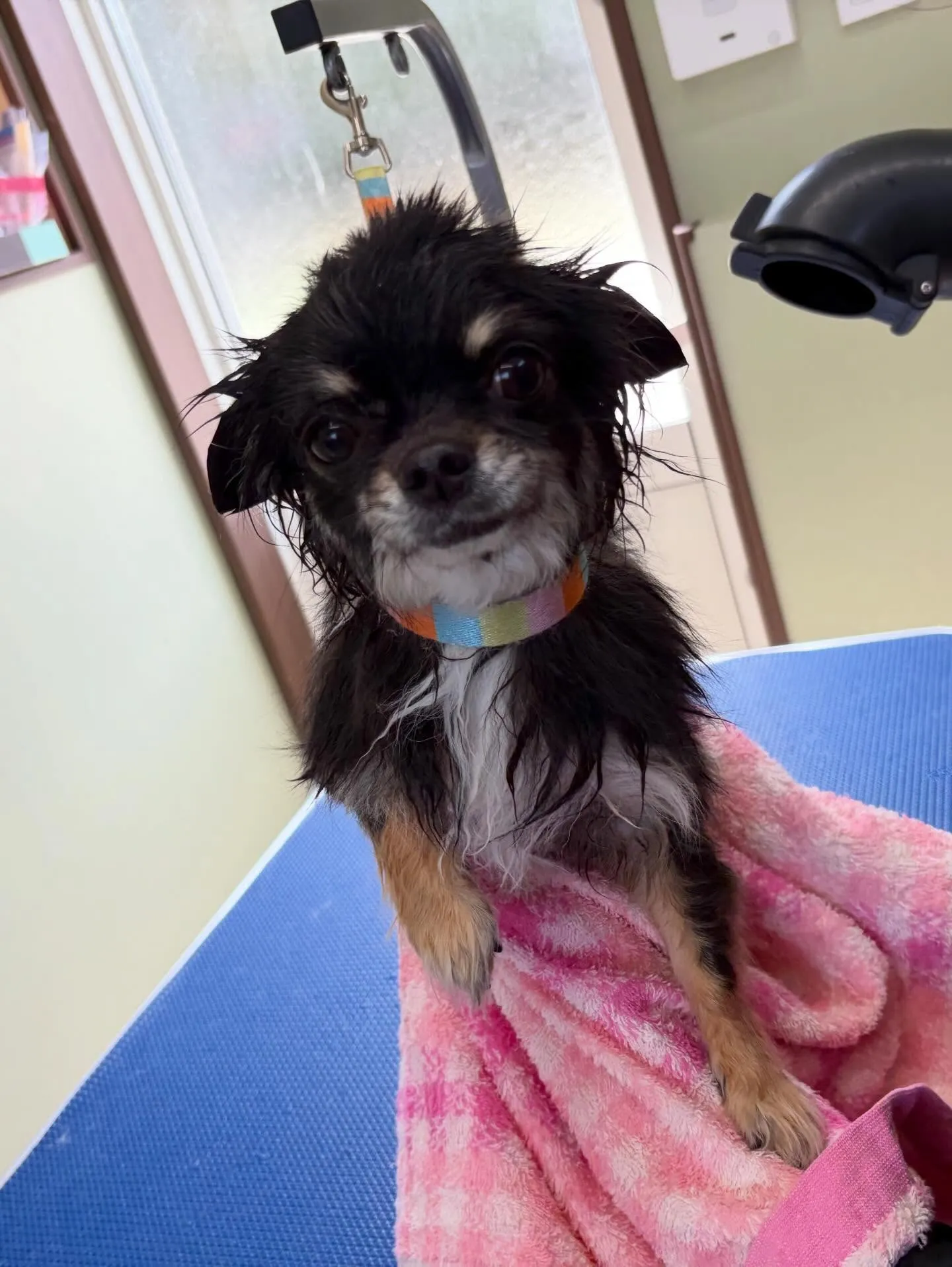 トリミングのセットメニューをご利用頂いたわんこたちです🎶