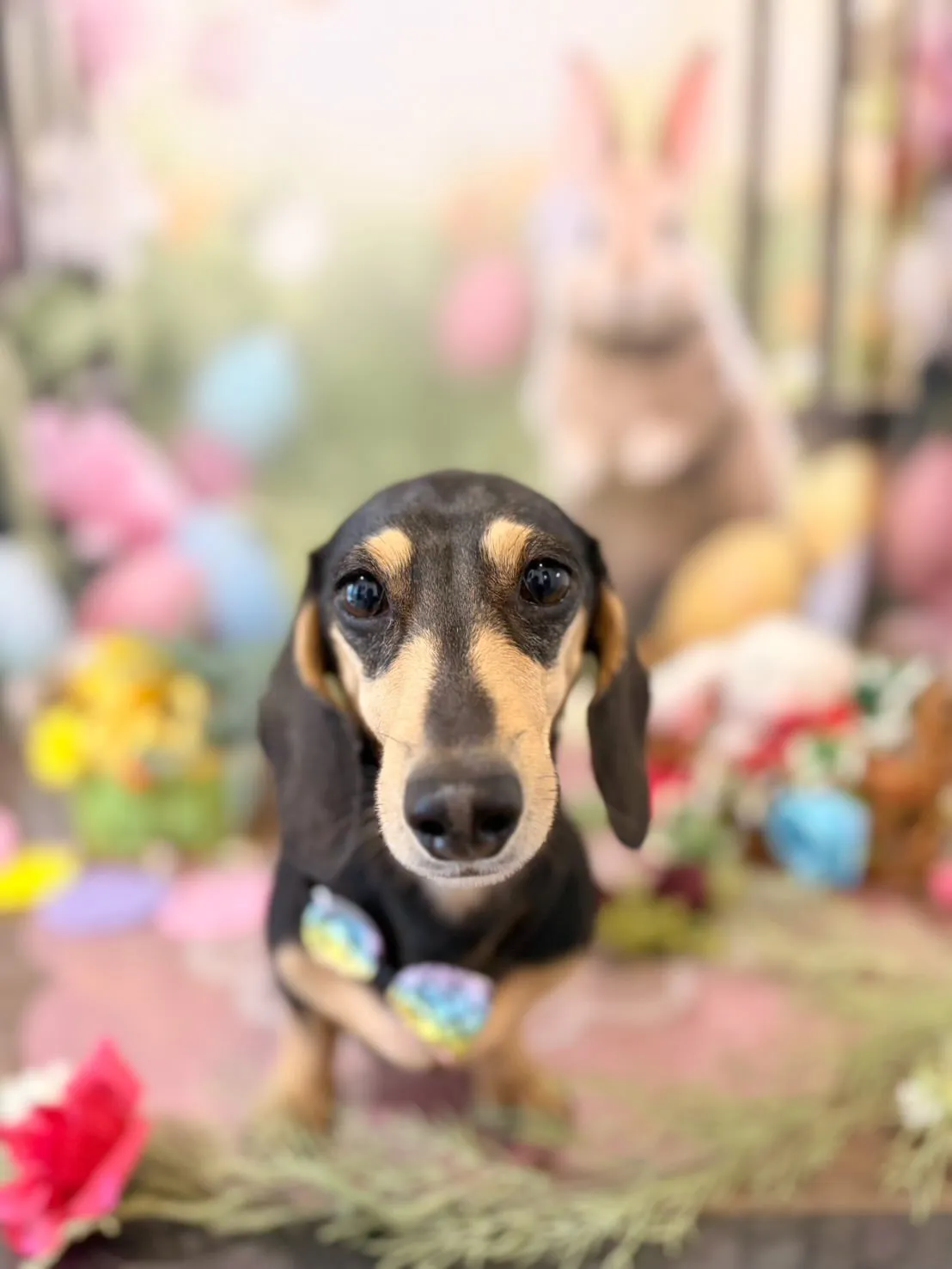 トリミングのセットメニューをご利用頂いたわんこたちです🎶