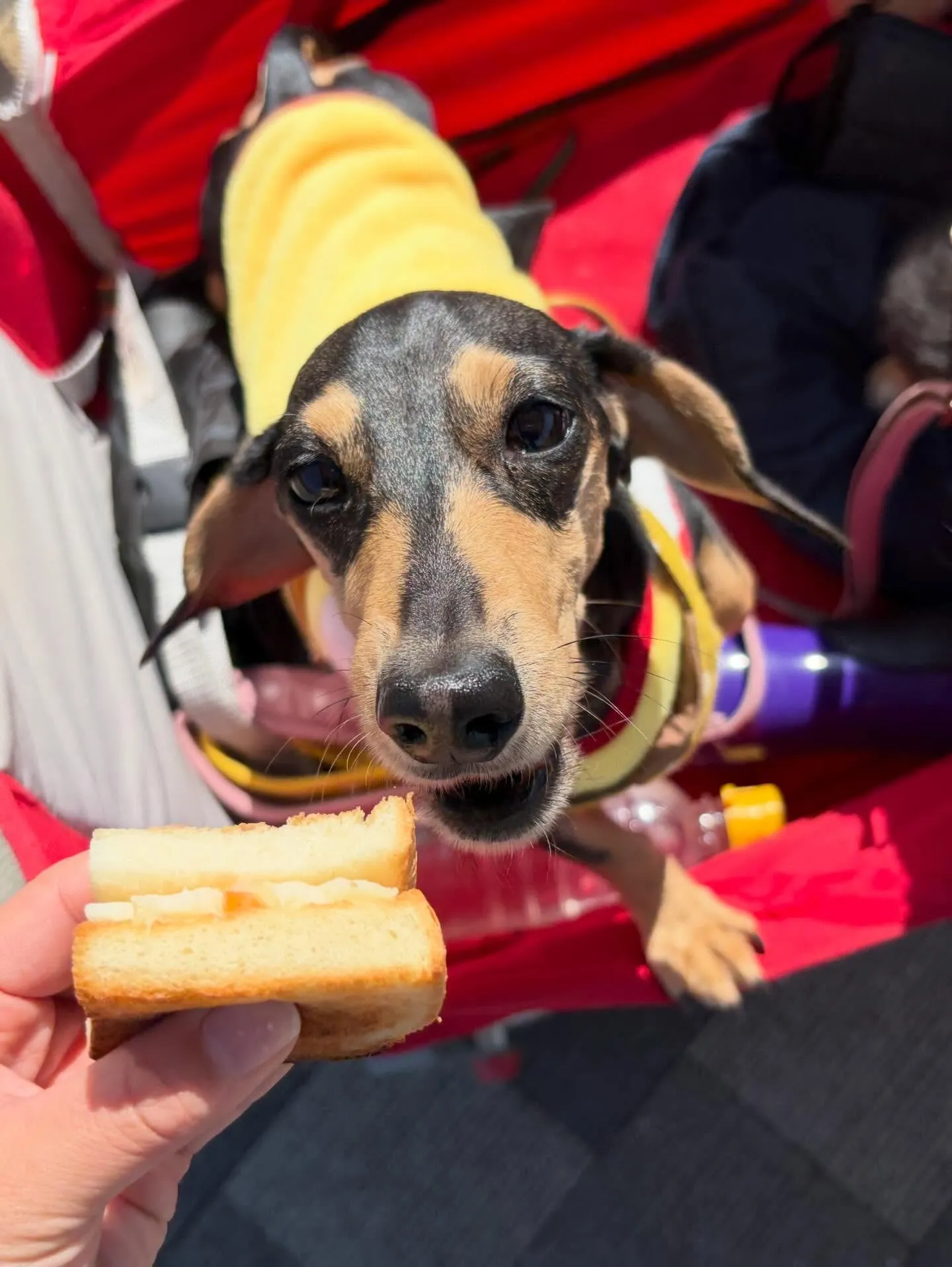 トリミングのセットメニューをご利用頂いたわんこたちです🎶