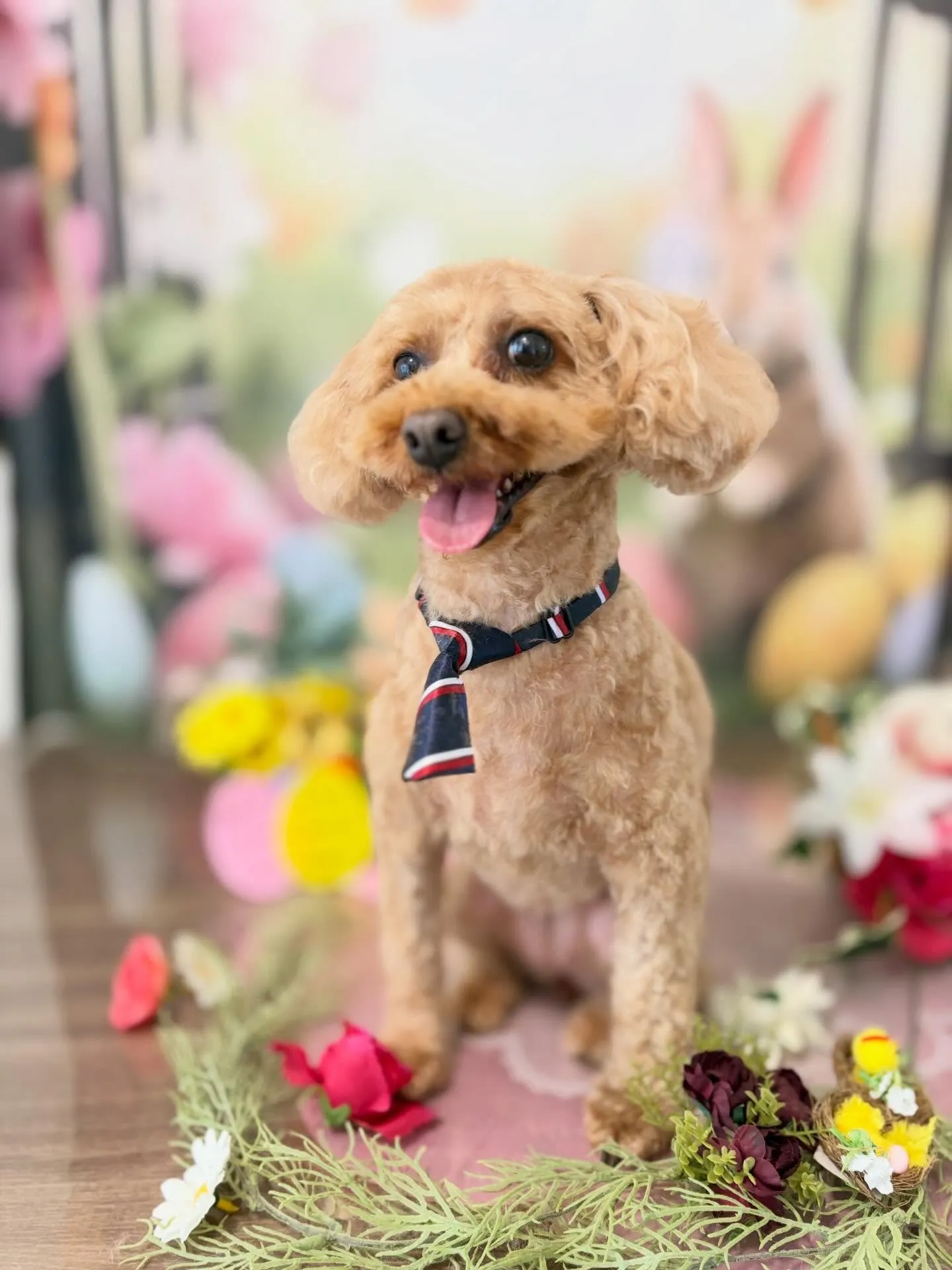 トリミングのセットメニューをご利用頂いたわんこたちです🎶