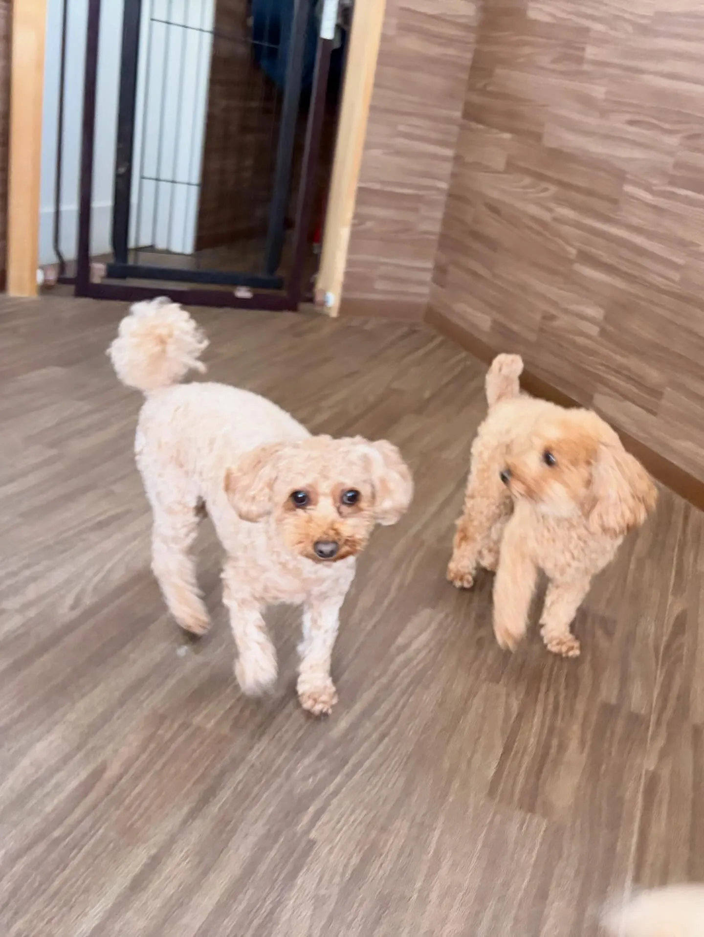 トリミングのセットメニューをご利用頂いたわんこたちです🎶