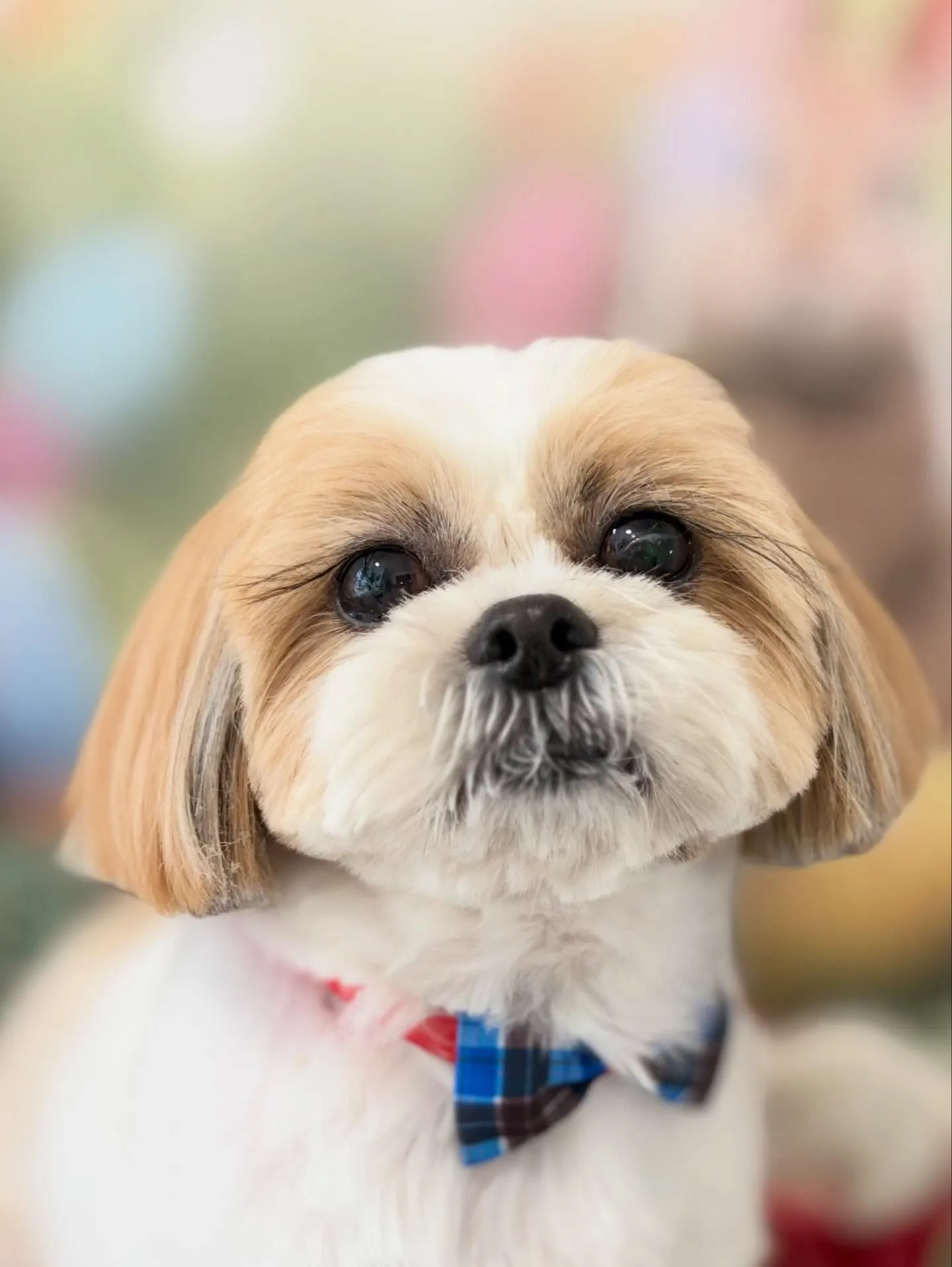 トリミングのセットメニューをご利用頂いたわんこたちです🎶