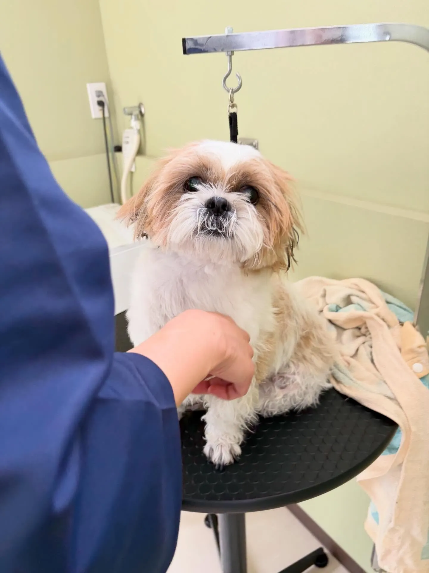 トリミングのセットメニューをご利用頂いたわんこたちです🎶