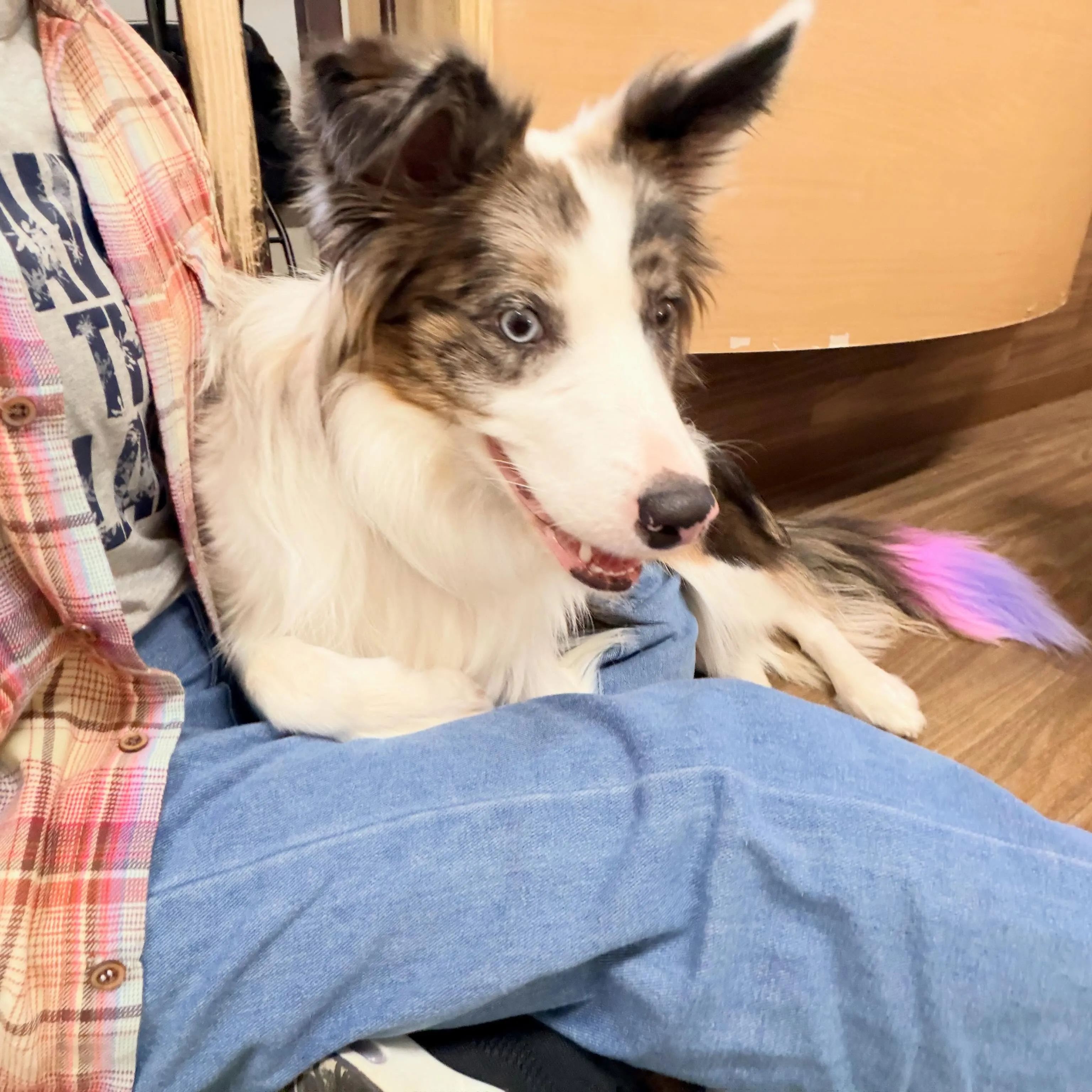 入会してくれたピケちゃんです🎶